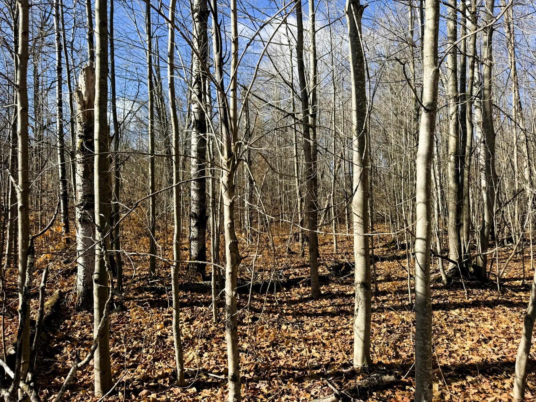 Lot 134 Wilderness Circle Mancelona Township MI 49659