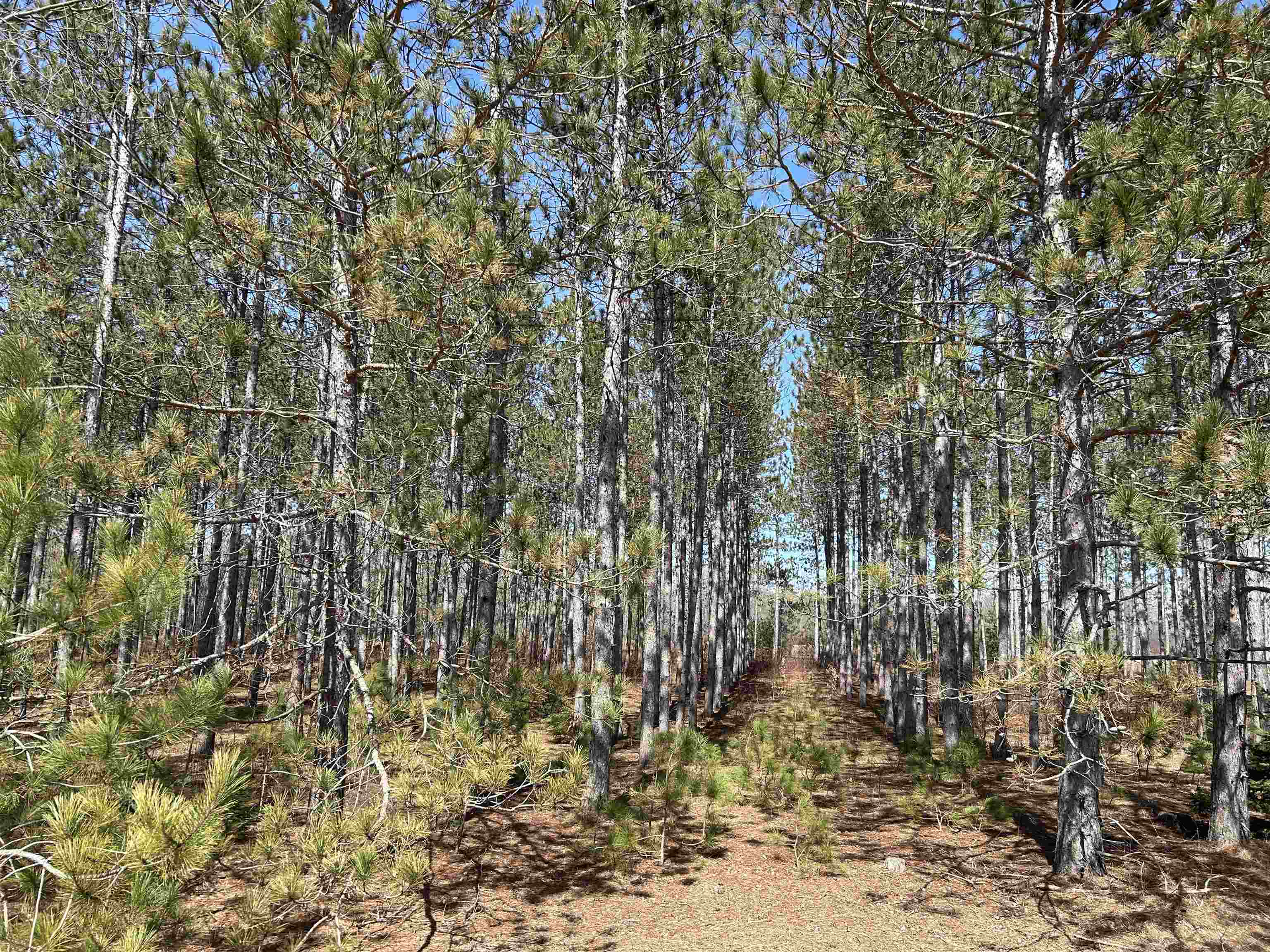 Lot 4 Meadow Lane Colfax Township MI 49683
