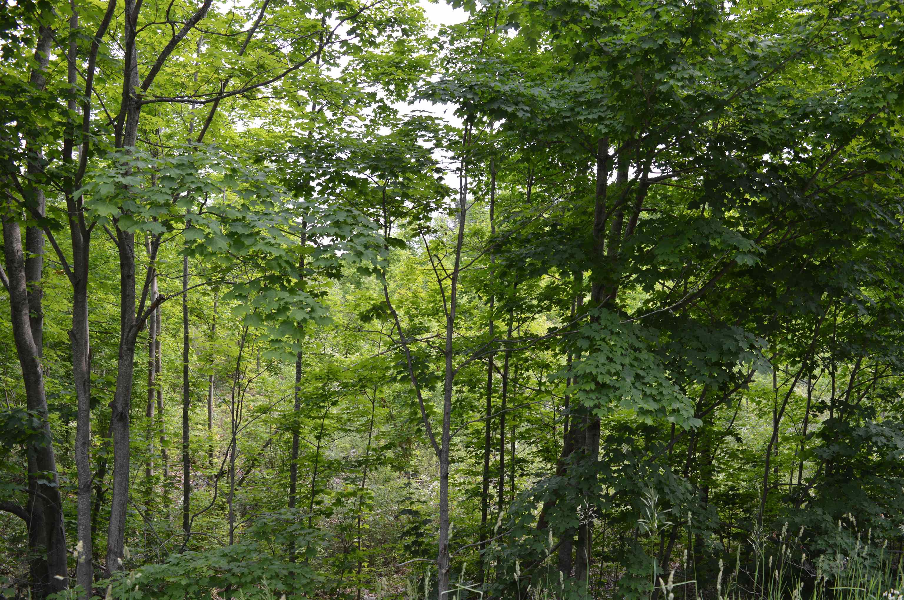 I Summit City Road Paradise Township MI 49649