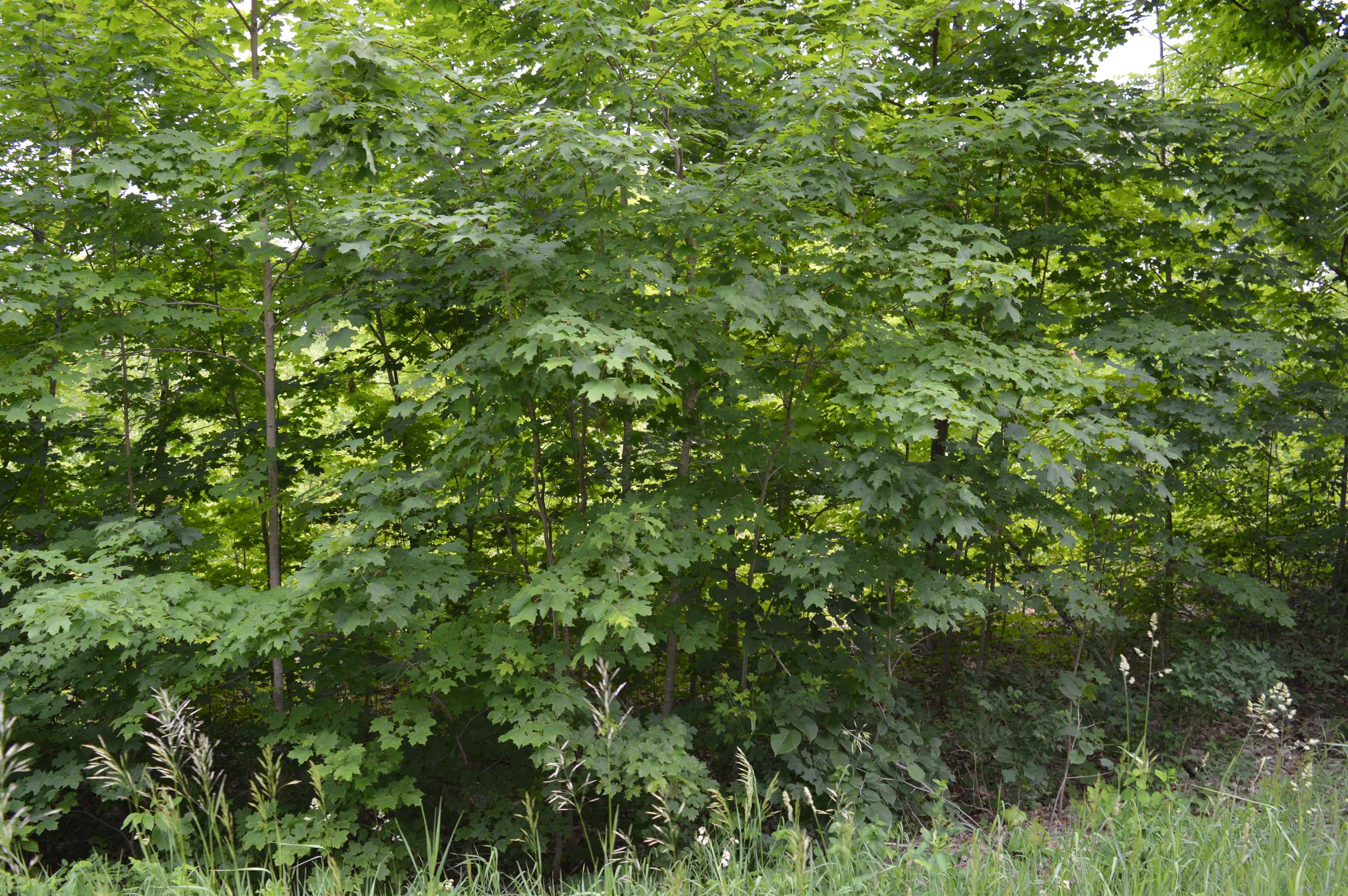 I Summit City Road Paradise Township MI 49649