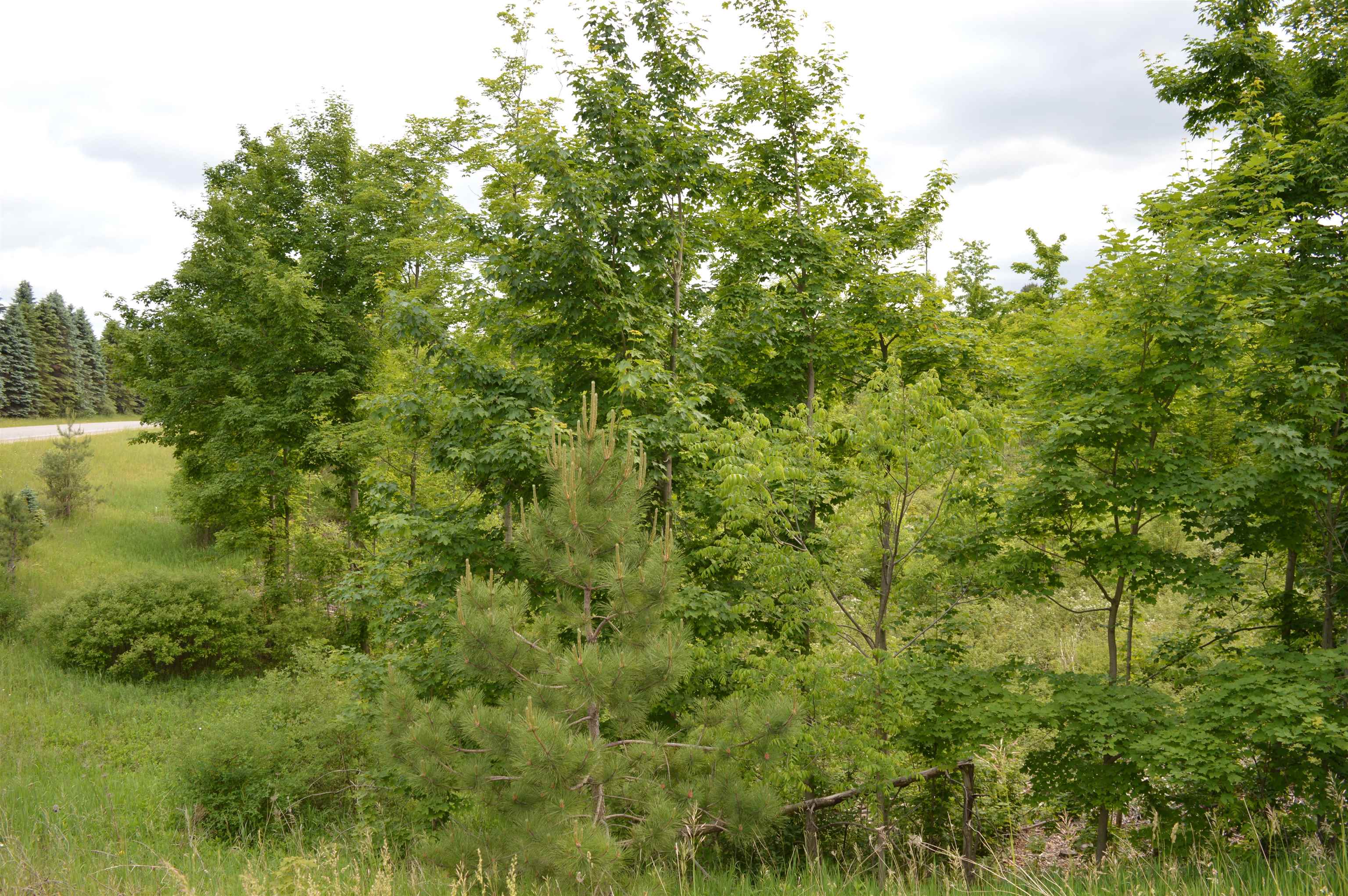 N Summit City Road Paradise Township MI 49649