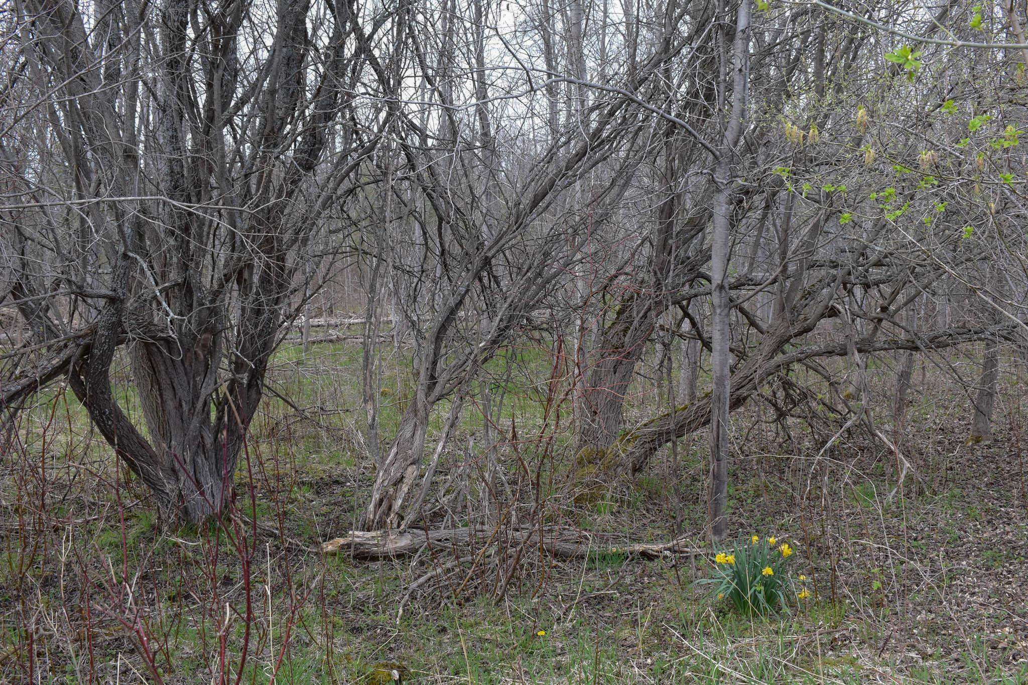 4611 Stover Road Kearney Township MI 49615