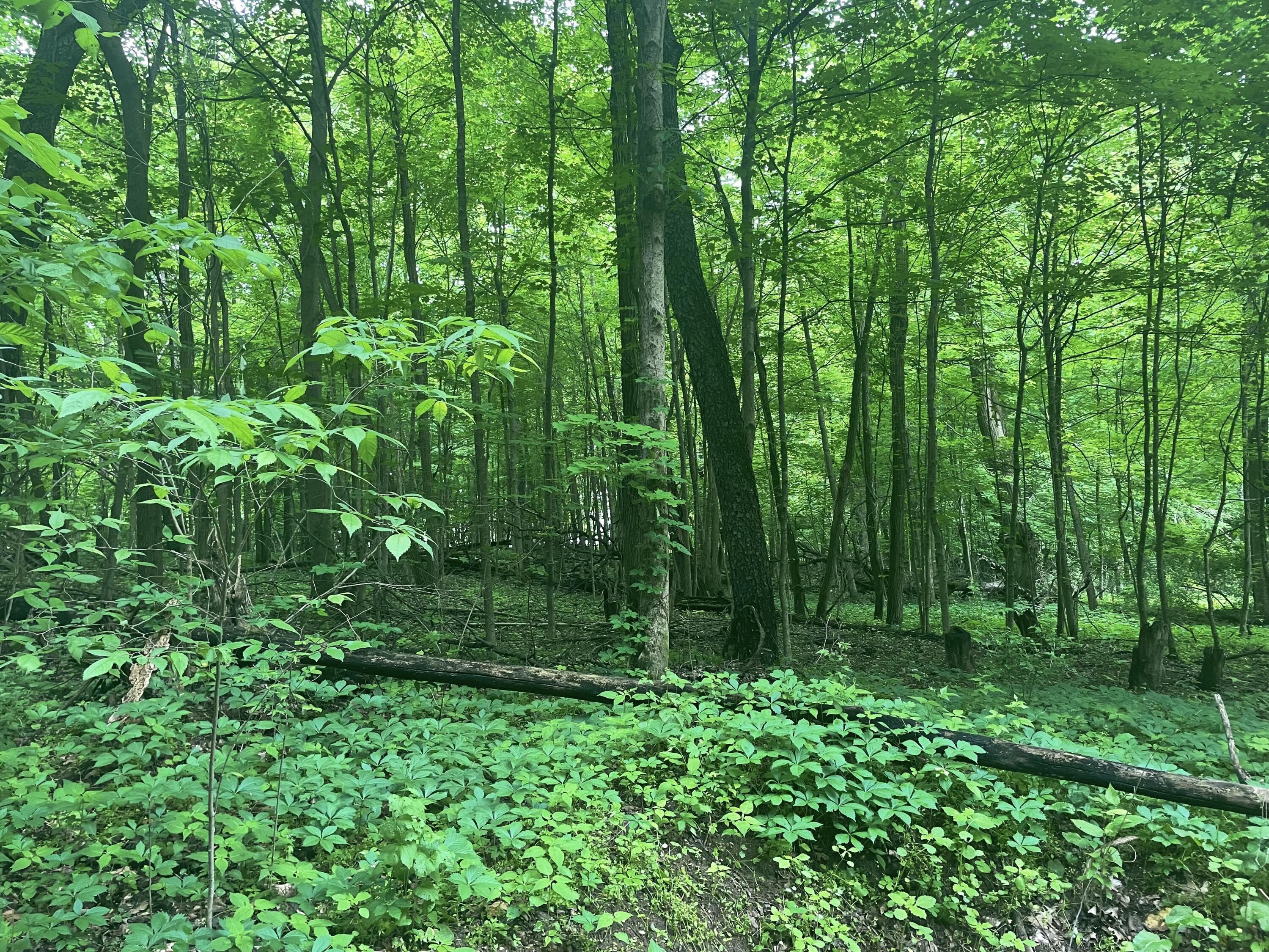 V/l Chippawa Circle Drive Sherwood Township MI 49089