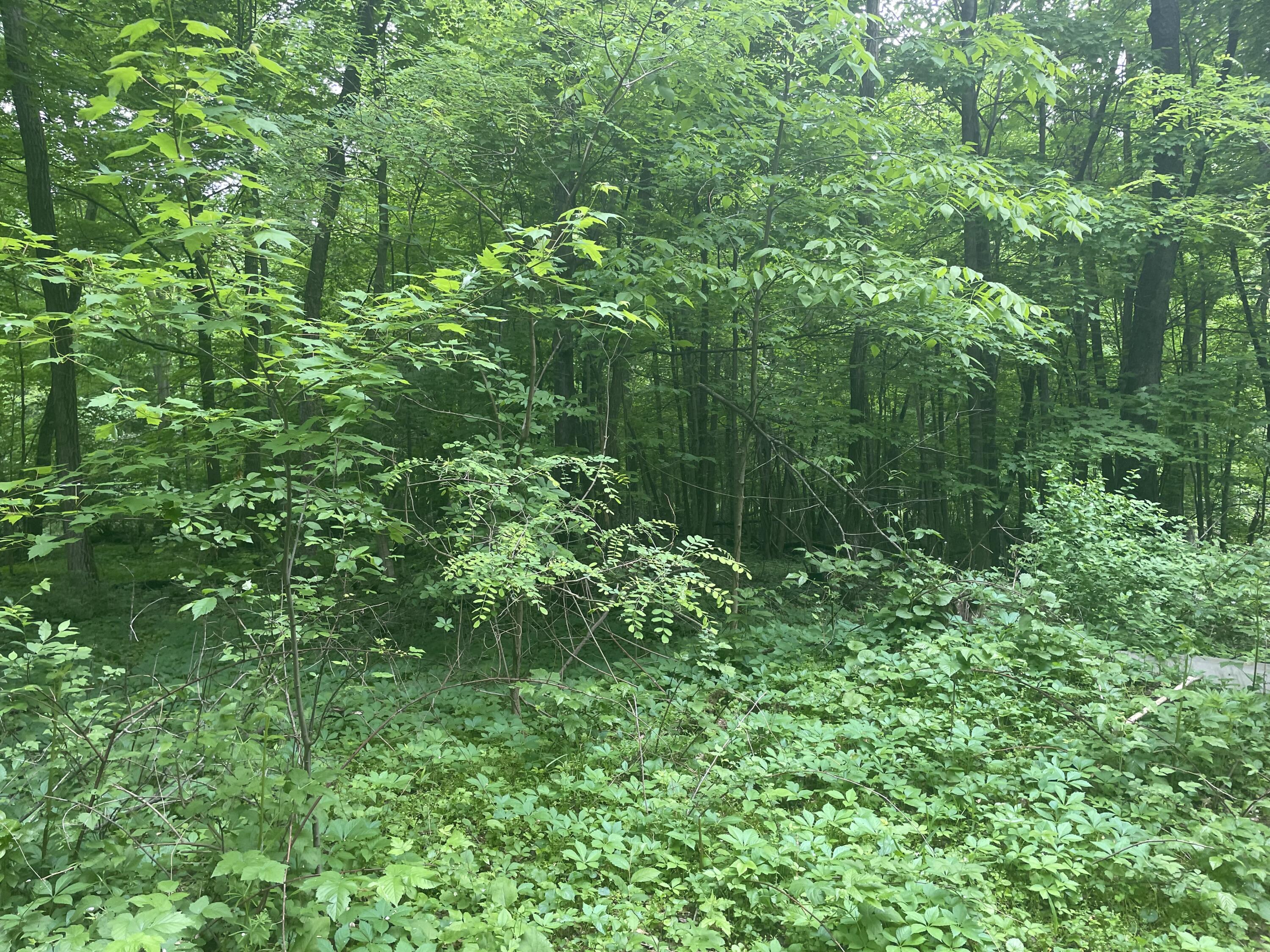 V/l Chippawa Circle Drive Sherwood Township MI 49089