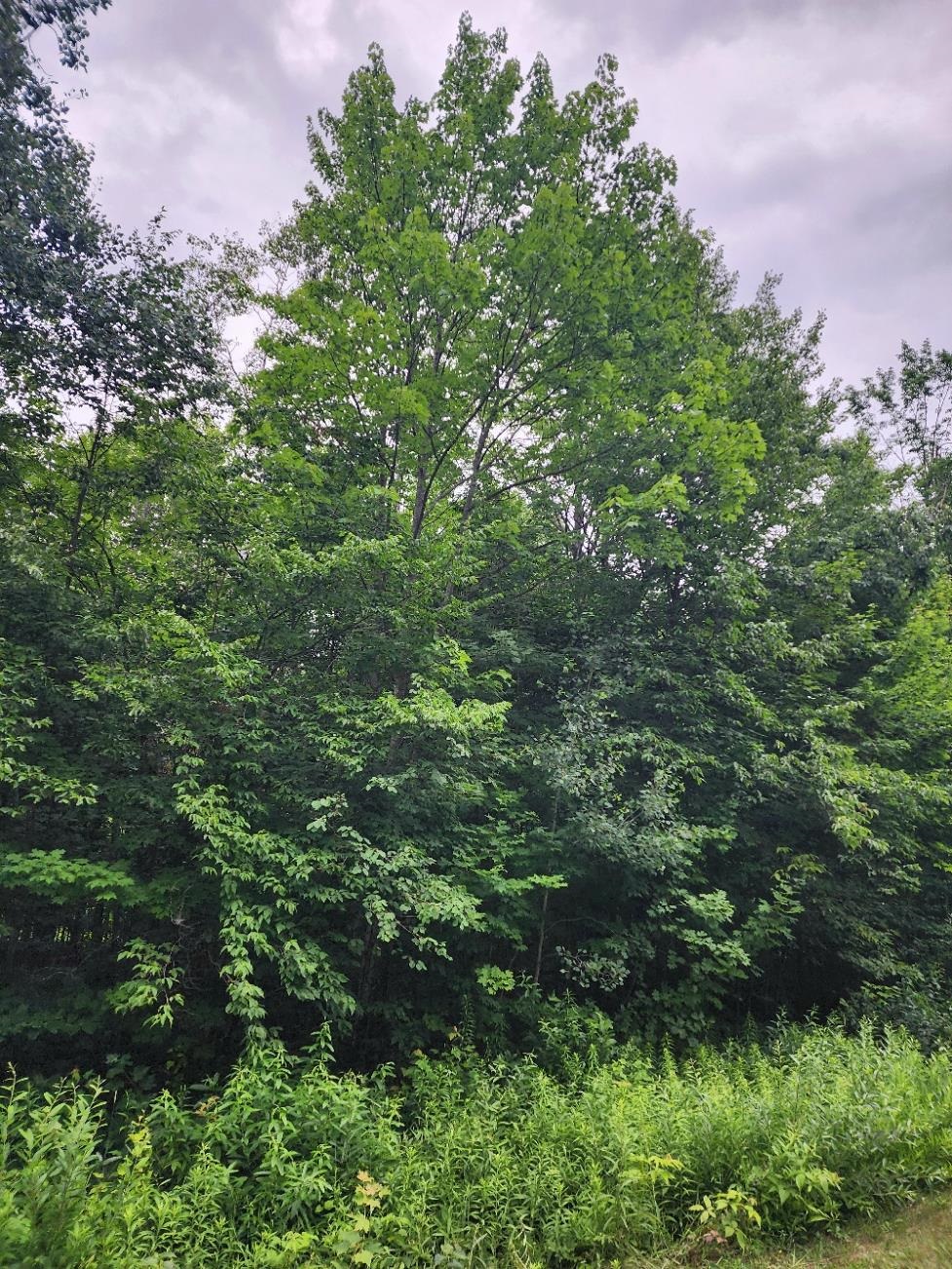 5165 Snowridge Trail Star Township MI 49730