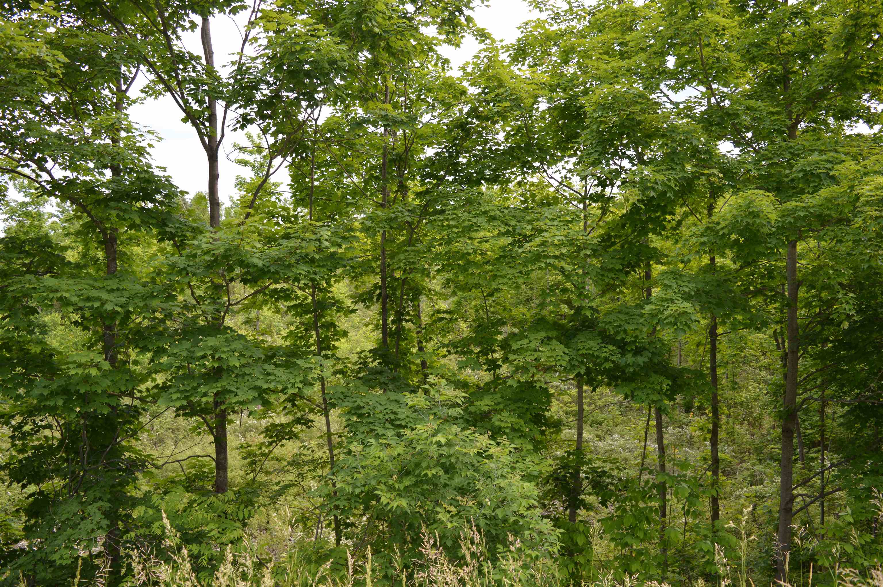 L Summit City Road Paradise Township MI 49649
