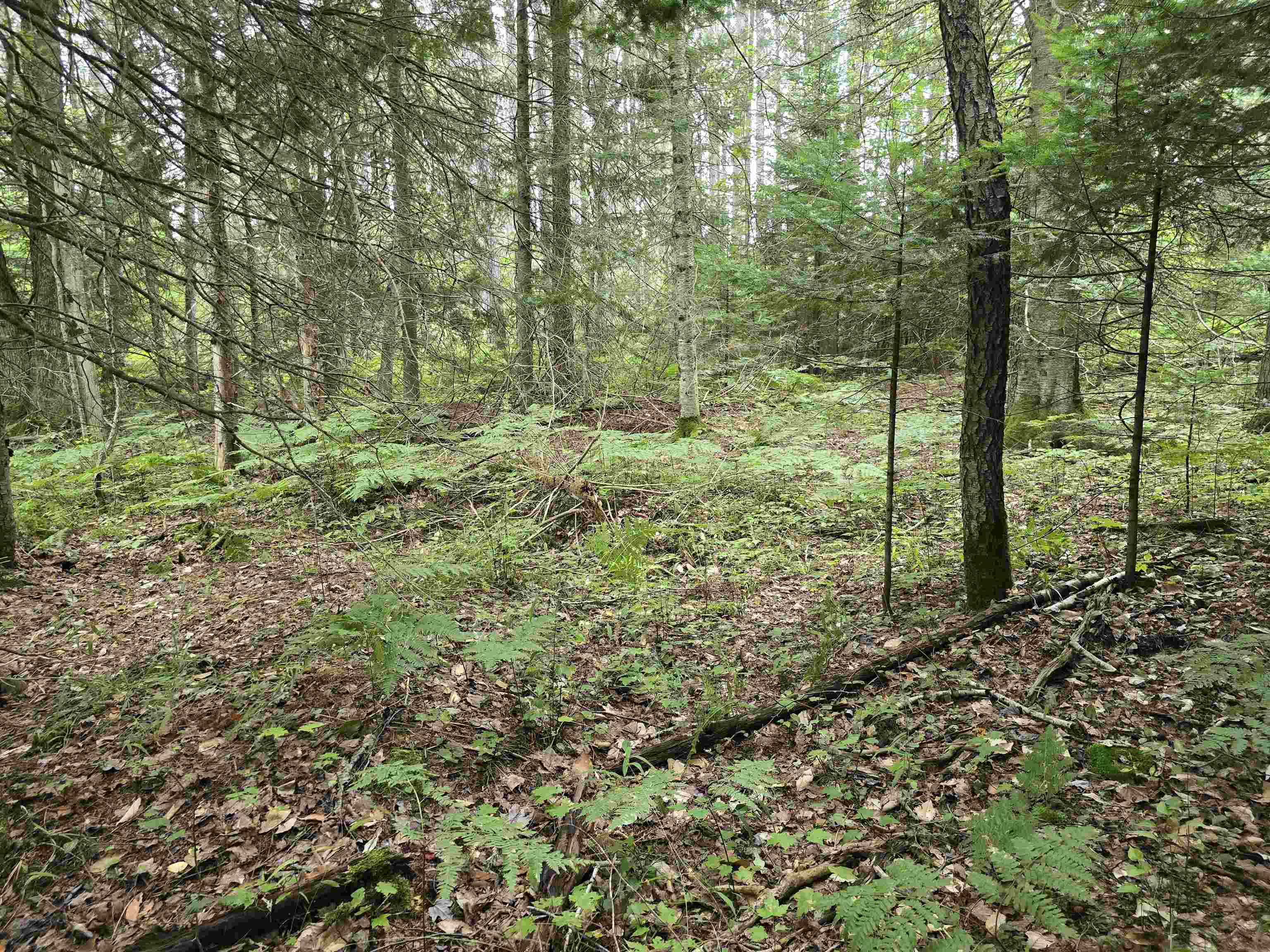 10.11 Acres Golden Road, SE Orange Township MI 49646