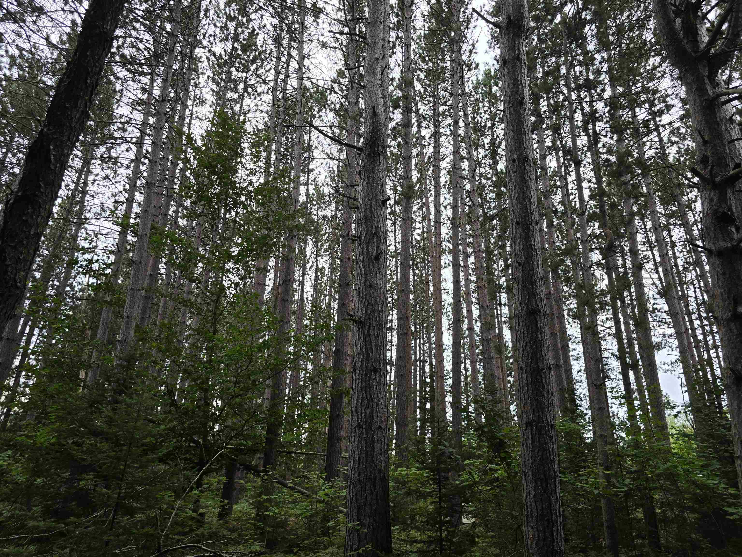 10.11 Acres Golden Road, SE Orange Township MI 49646