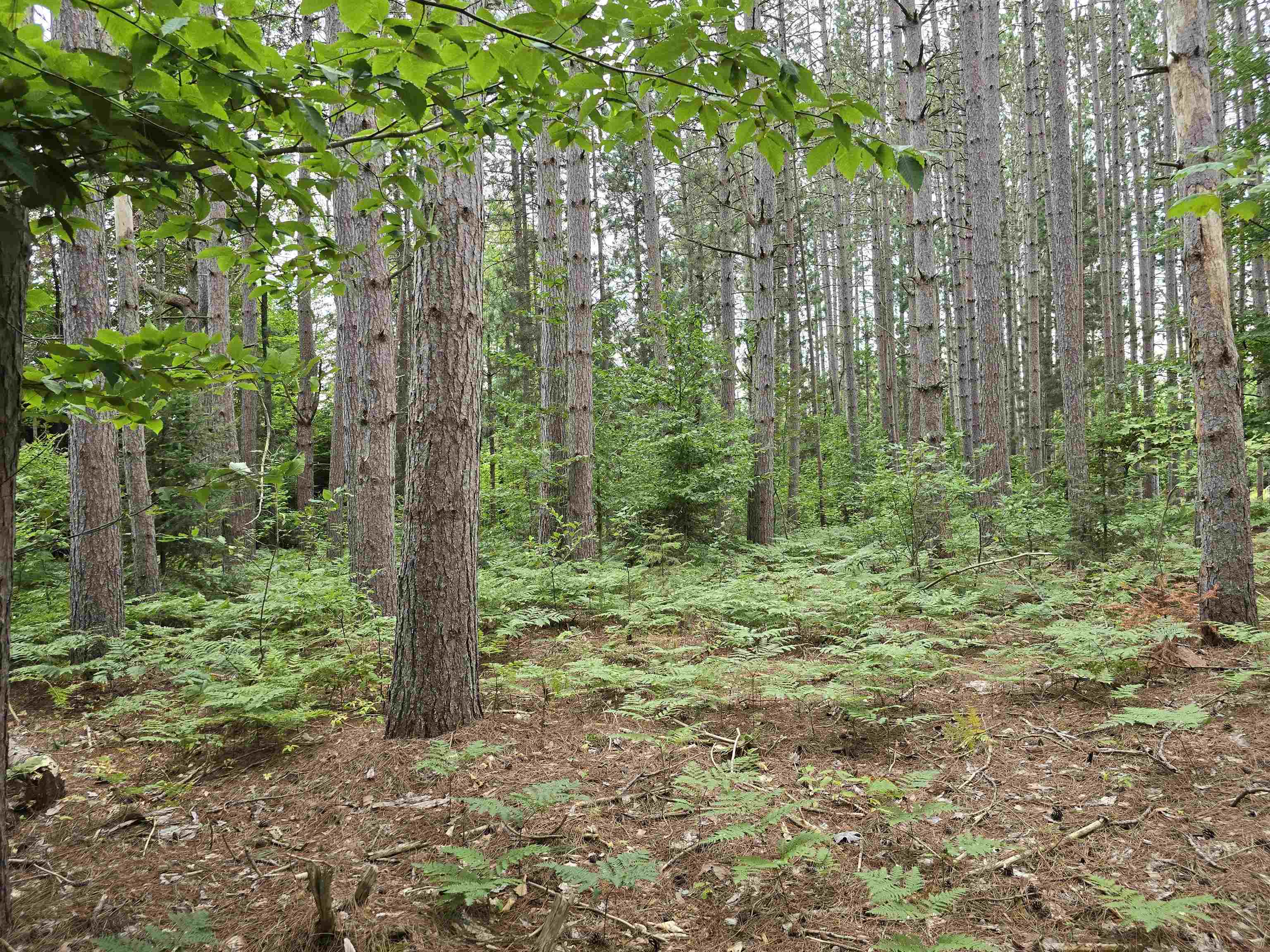 10.11 Acres Golden Road, SE Orange Township MI 49646