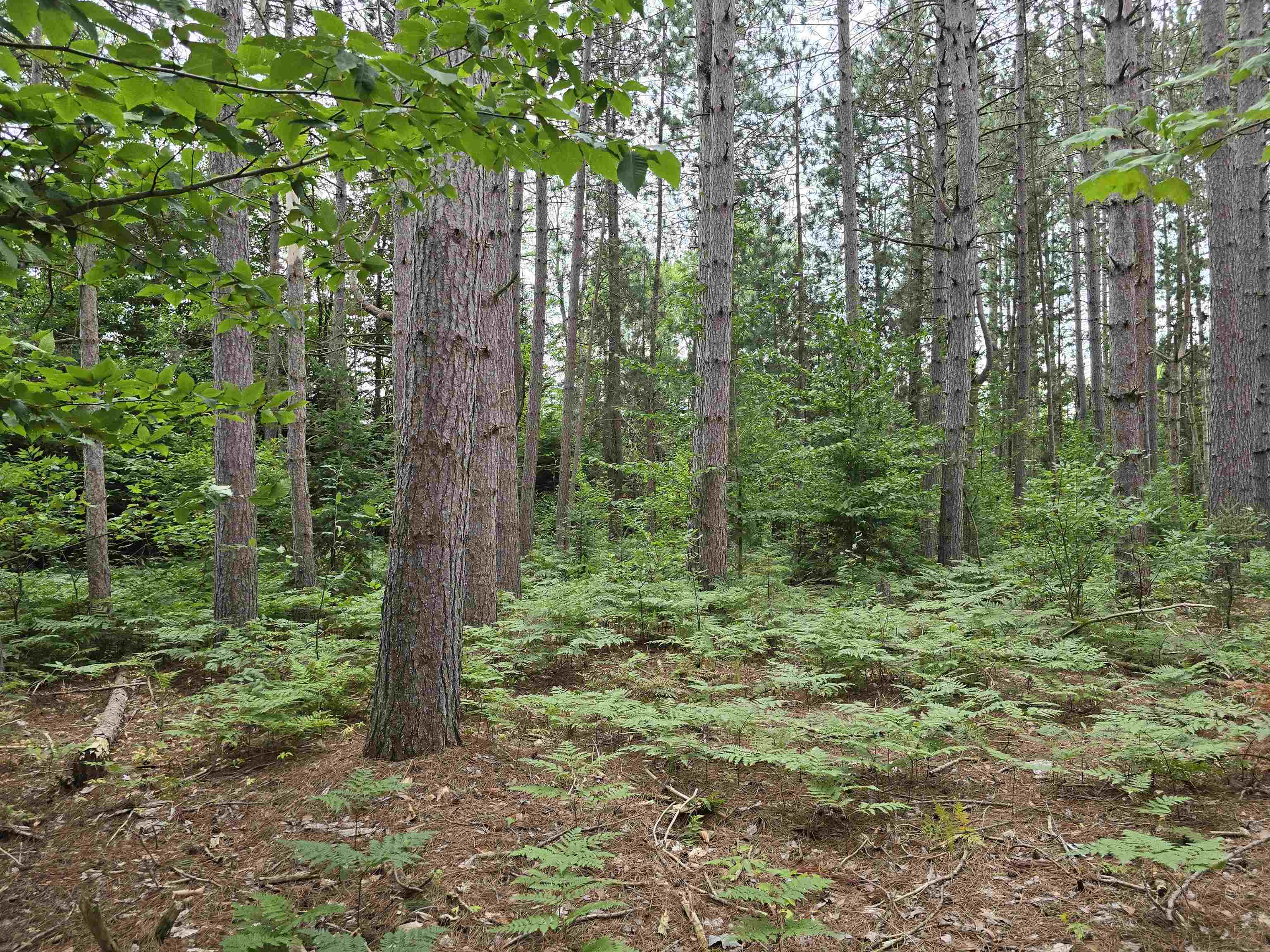 10.11 Acres Golden Road, SE Orange Township MI 49646