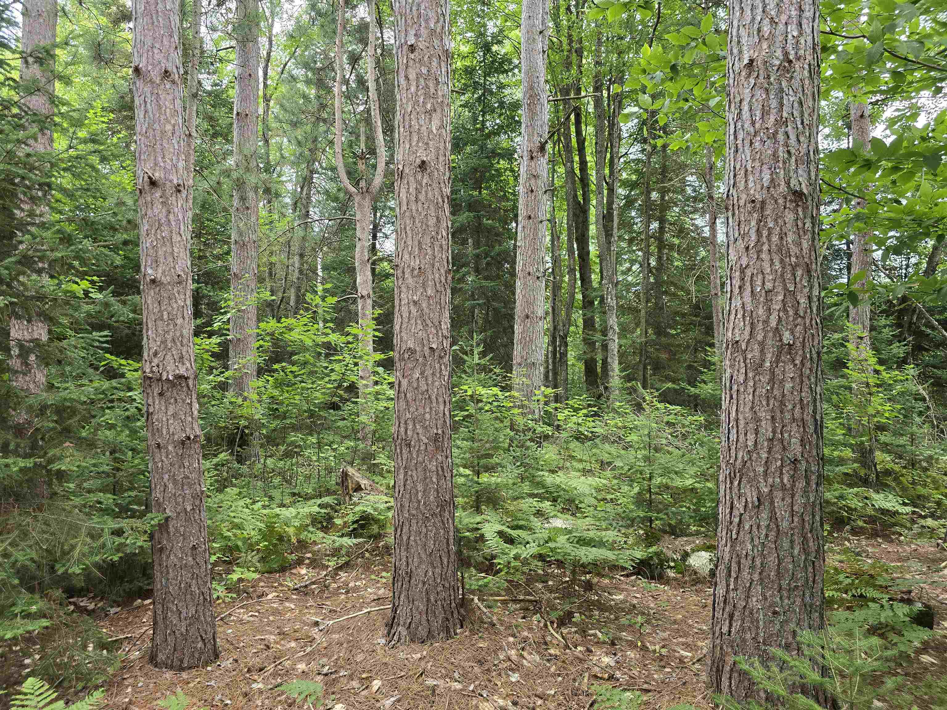 10.11 Acres Golden Road, SE Orange Township MI 49646