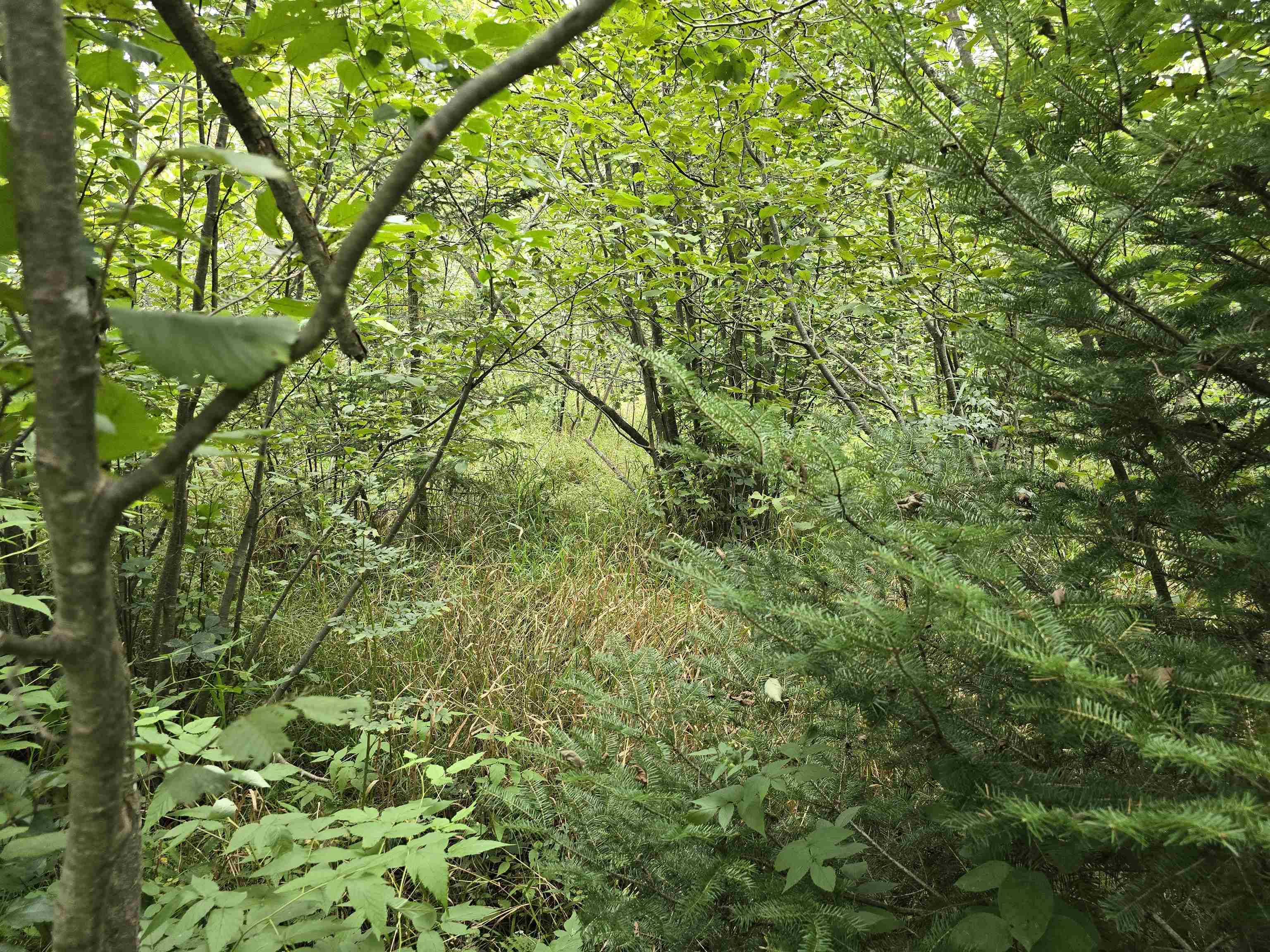 10.11 Acres Golden Road, SE Orange Township MI 49646