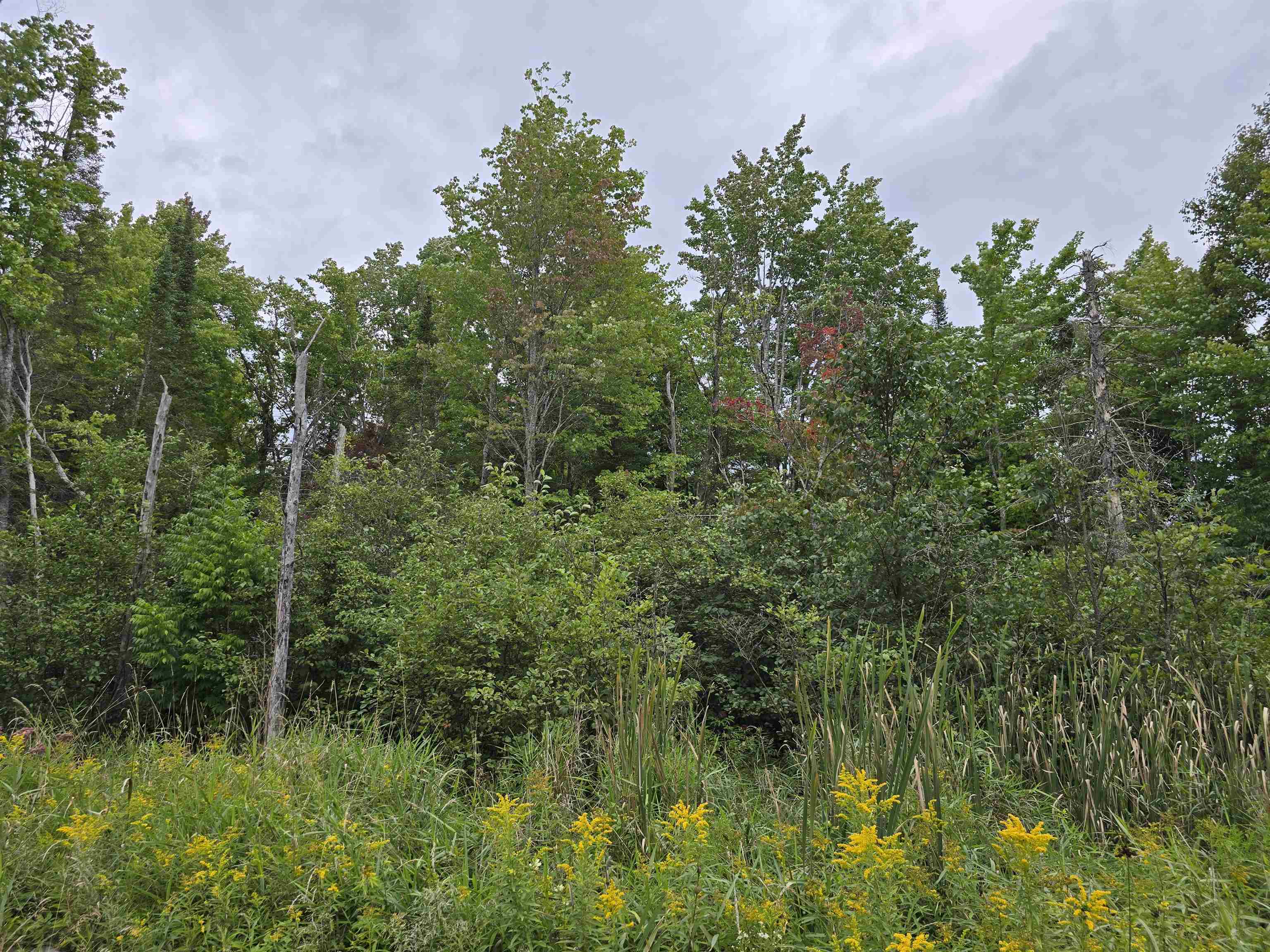 10.11 Acres Golden Road, SE Orange Township MI 49646