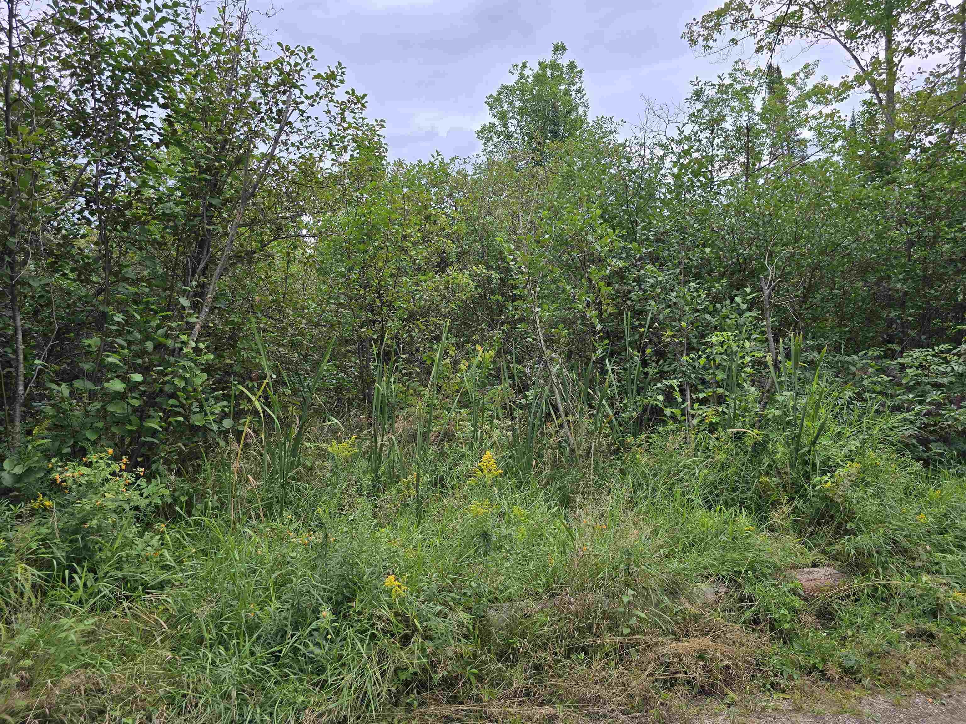 10.11 Acres Golden Road, SE Orange Township MI 49646