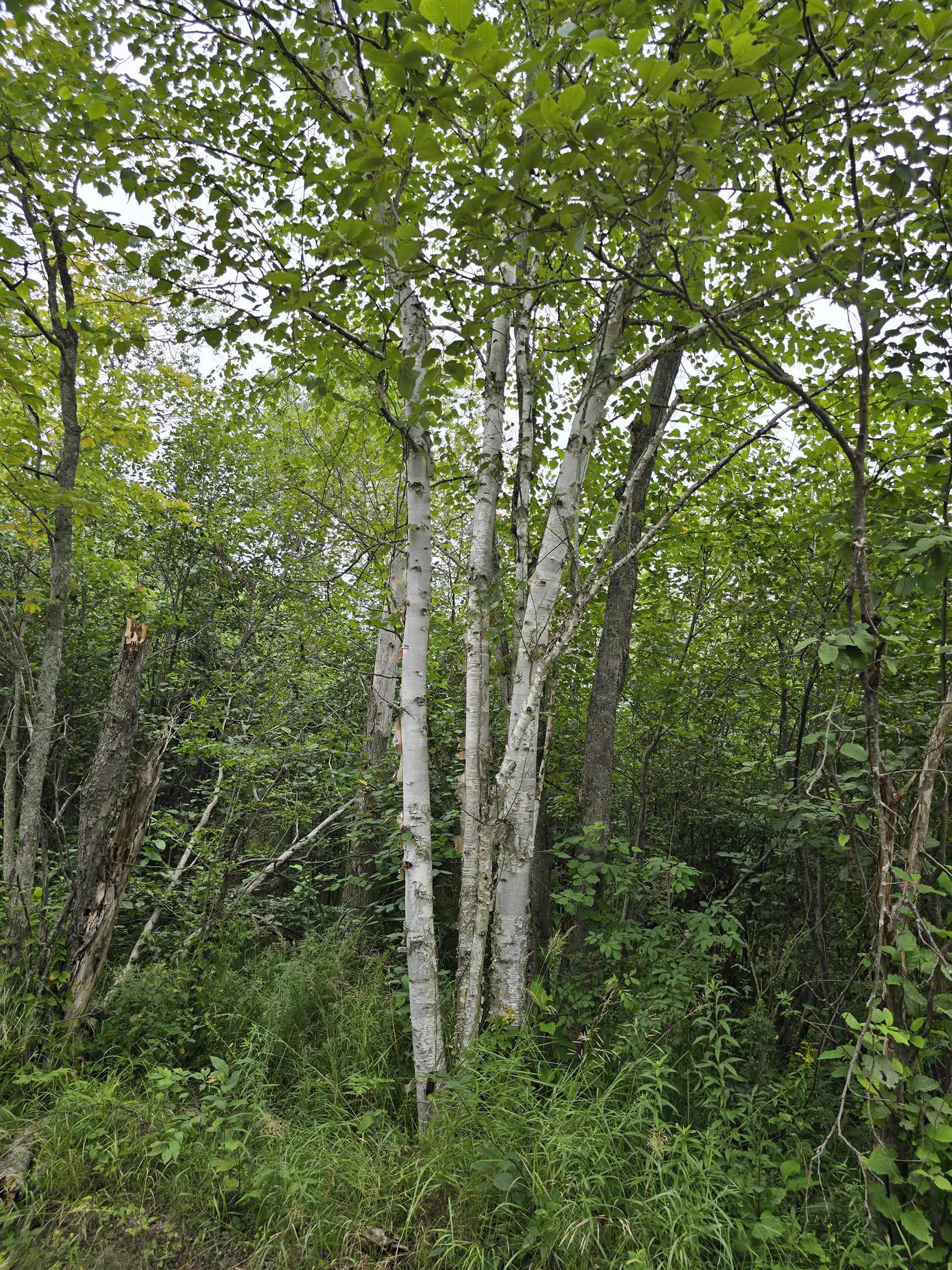 10.11 Acres Golden Road, SE Orange Township MI 49646