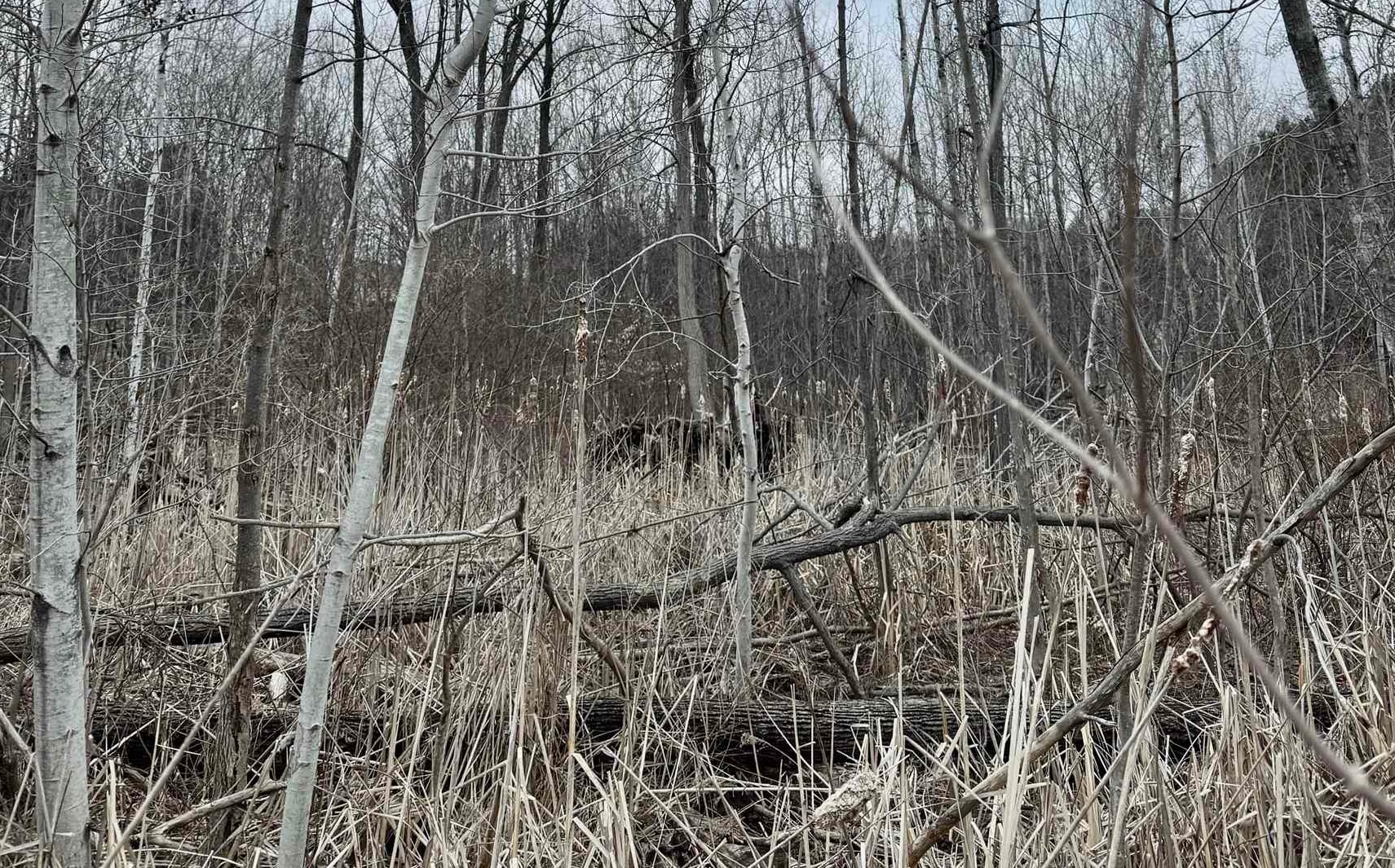 E Hidden Beech Drive Solon Township MI 49621