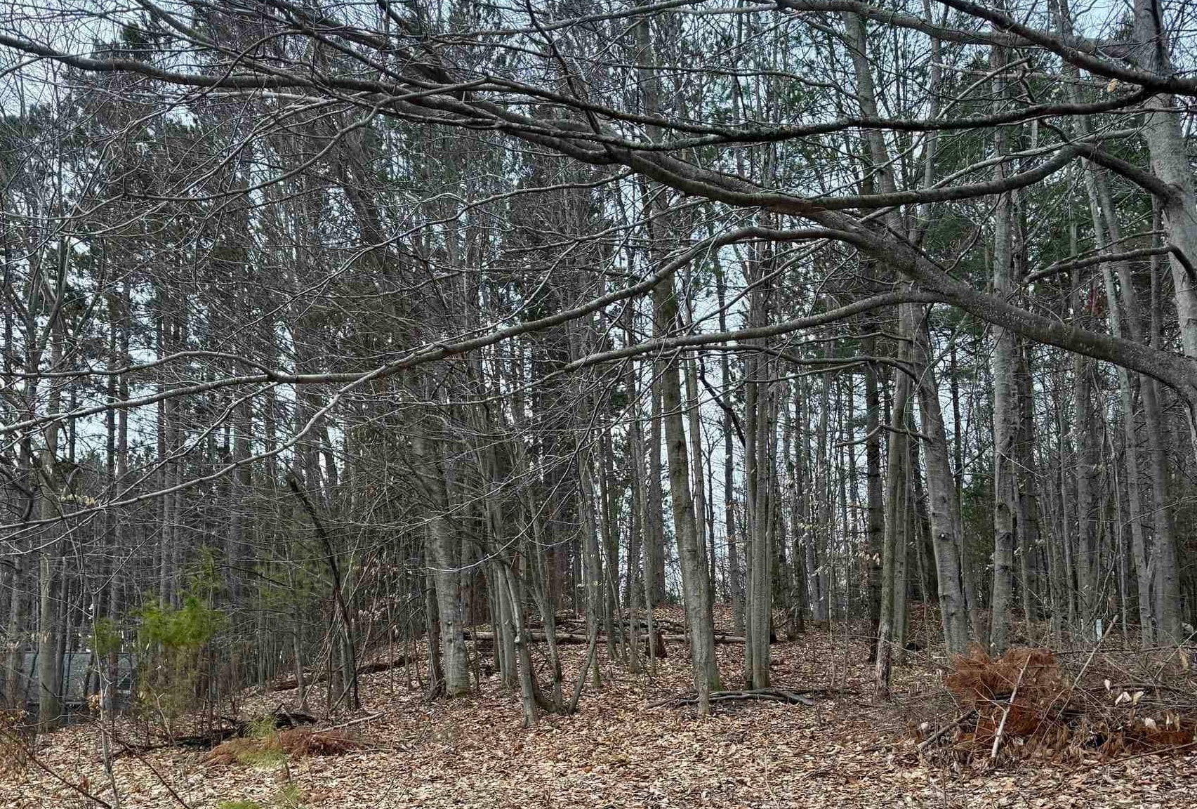 E Hidden Beech Drive Solon Township MI 49621