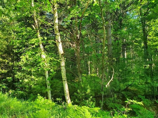 0 Hillside Drive Moffatt Township MI 48610