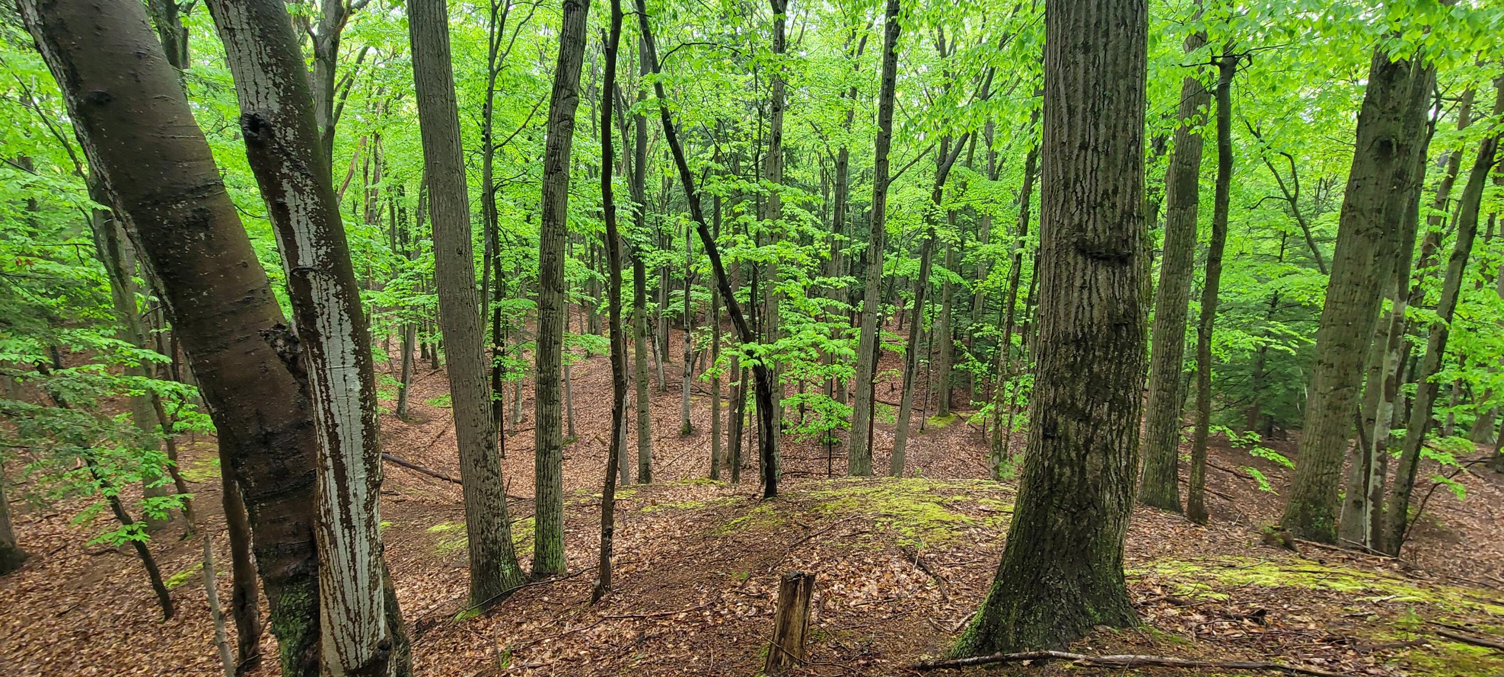 Avenue D Summit Township MI 49449
