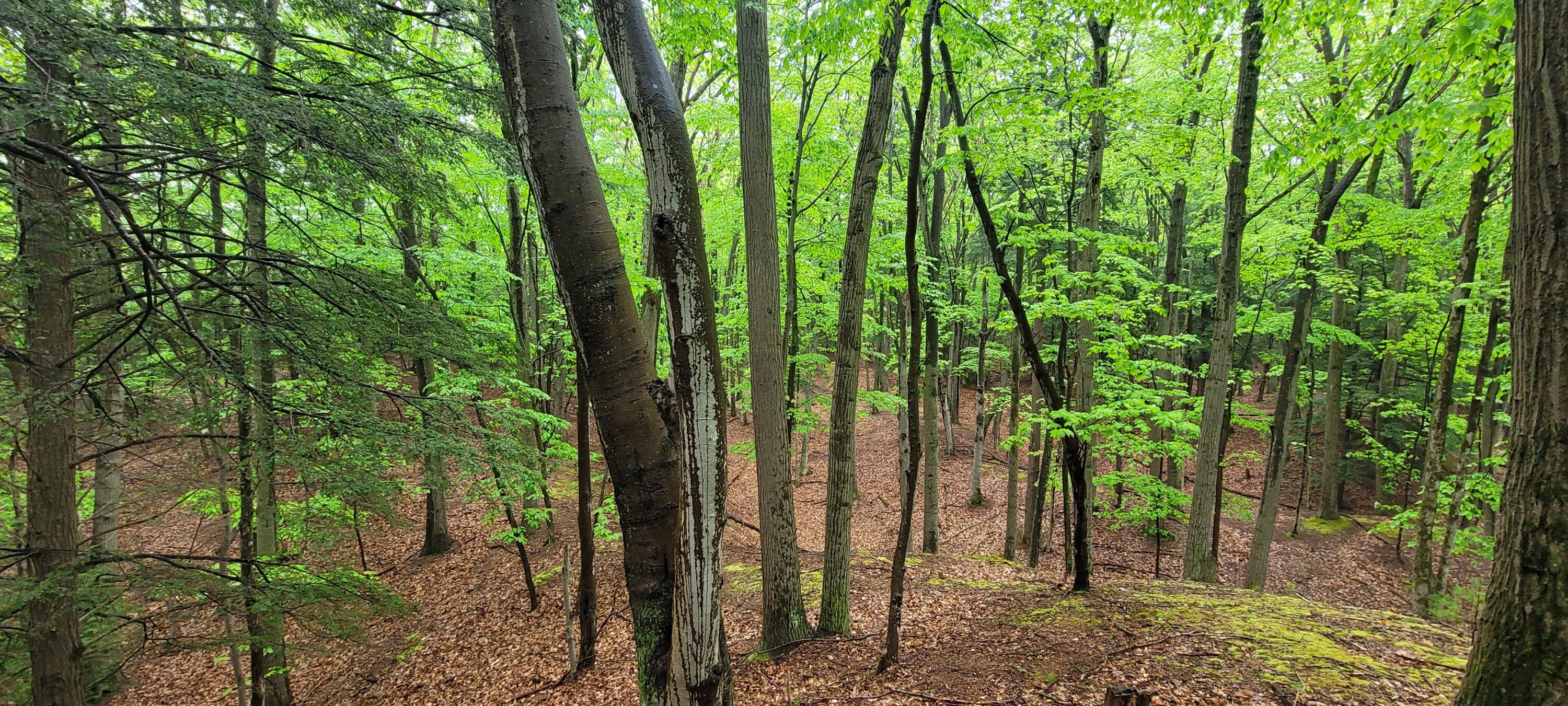 Avenue D Summit Township MI 49449