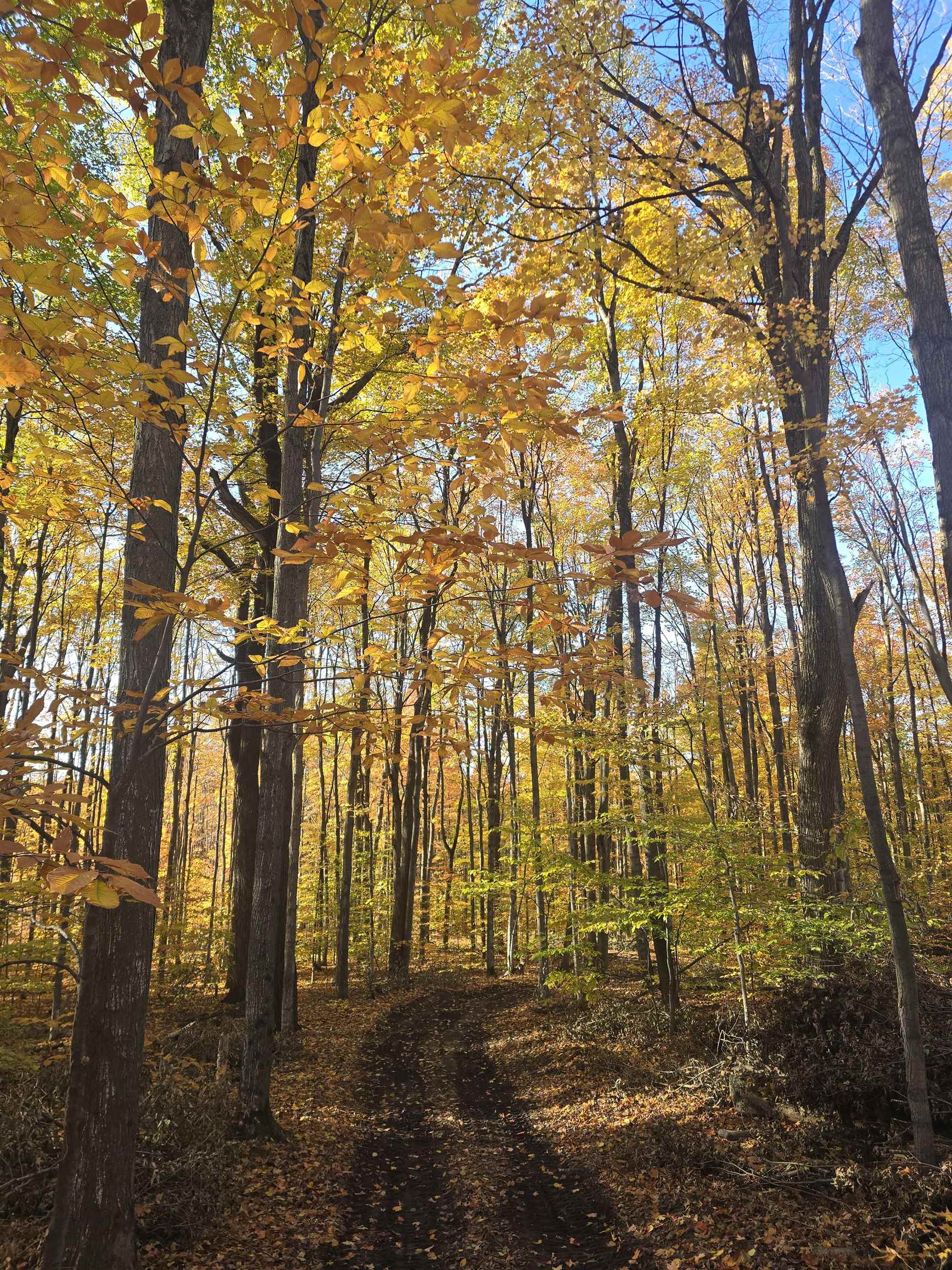 00 Stark Road Chestonia Township MI 49659