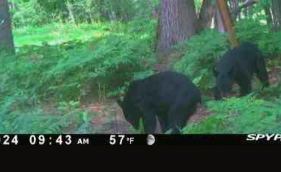 10544 N Lazy Lane Unknown City MI 49309