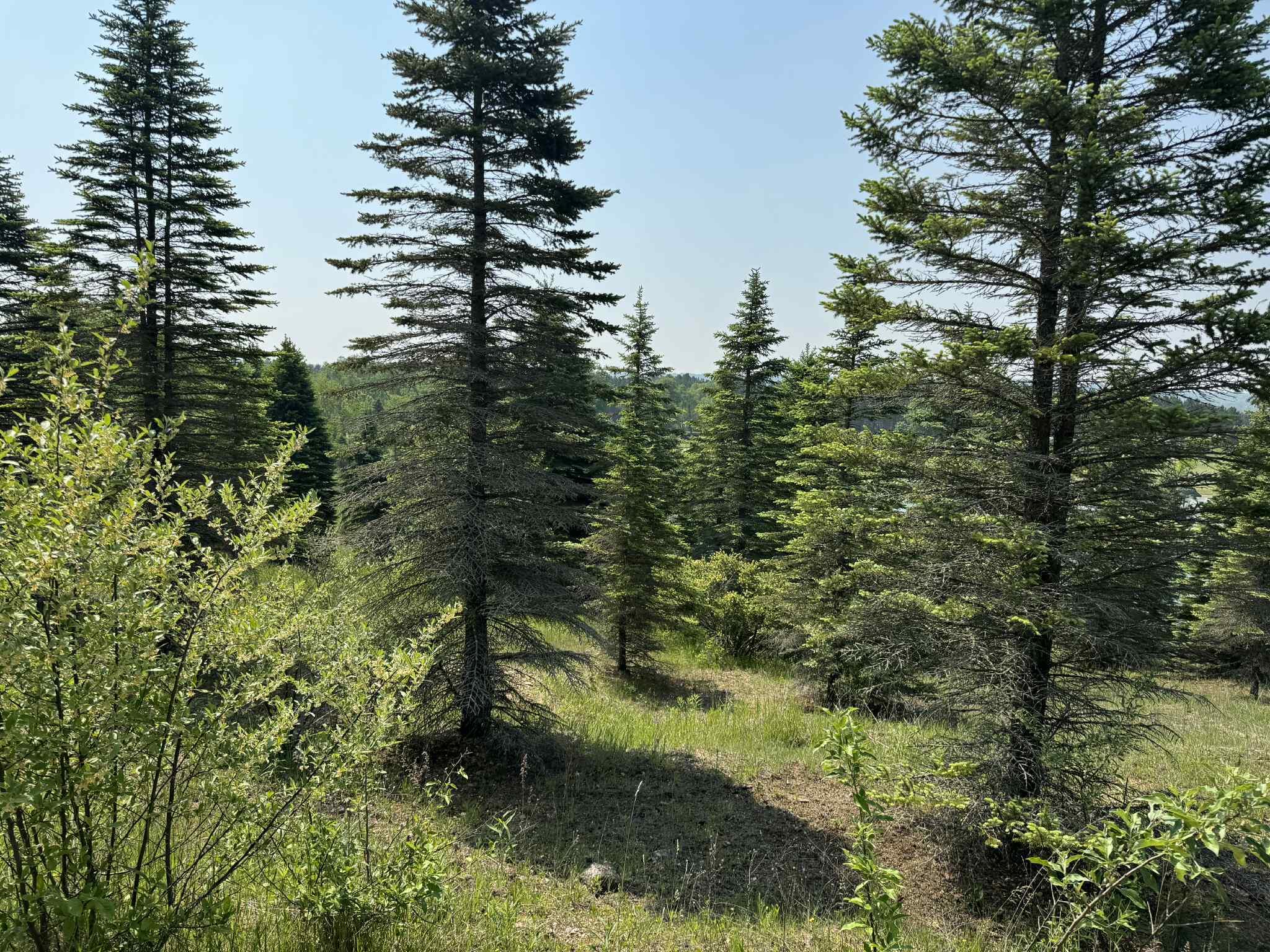 6294 100th Avenue Osceola Township MI 49631
