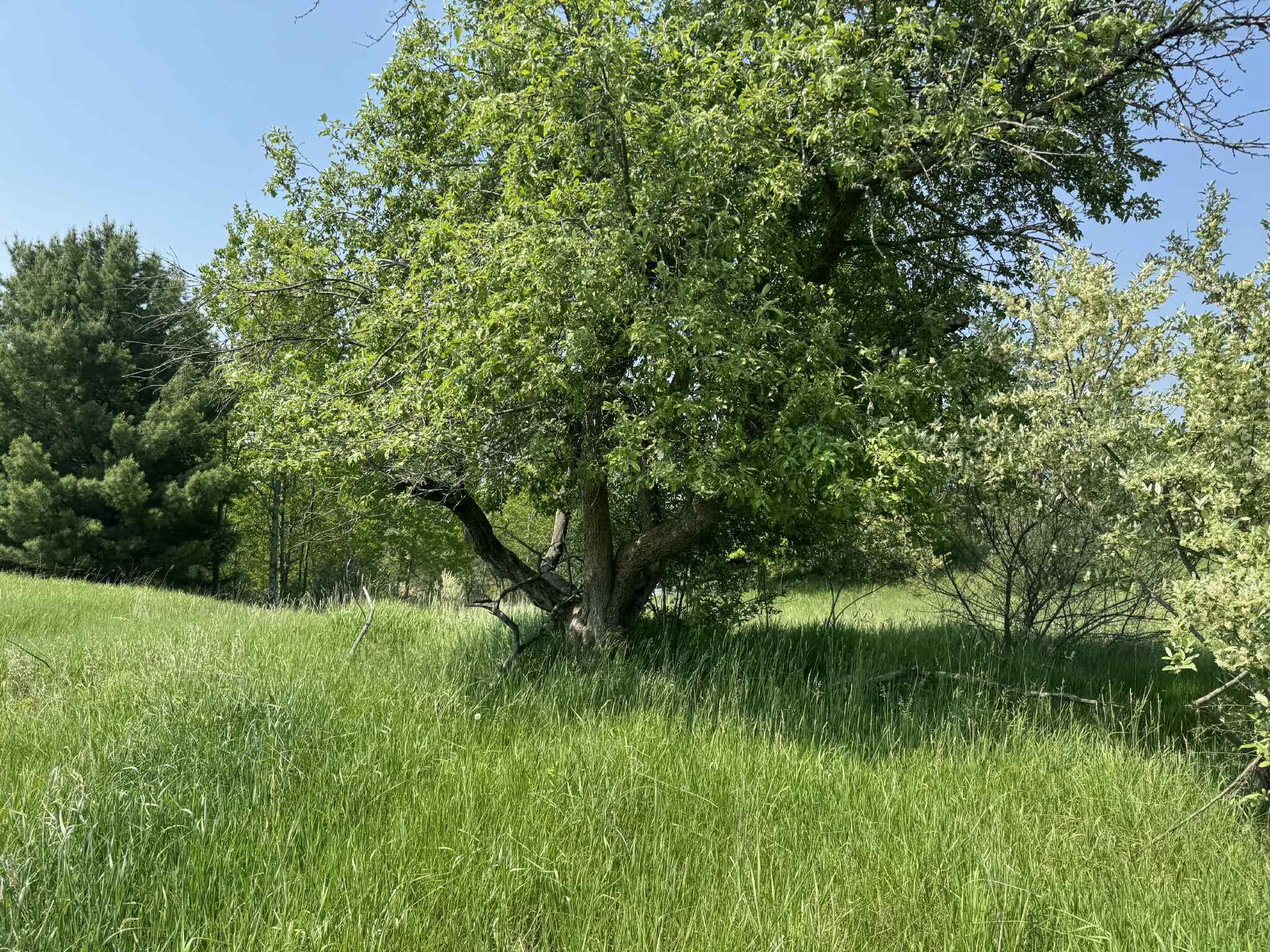 6294 100th Avenue Osceola Township MI 49631