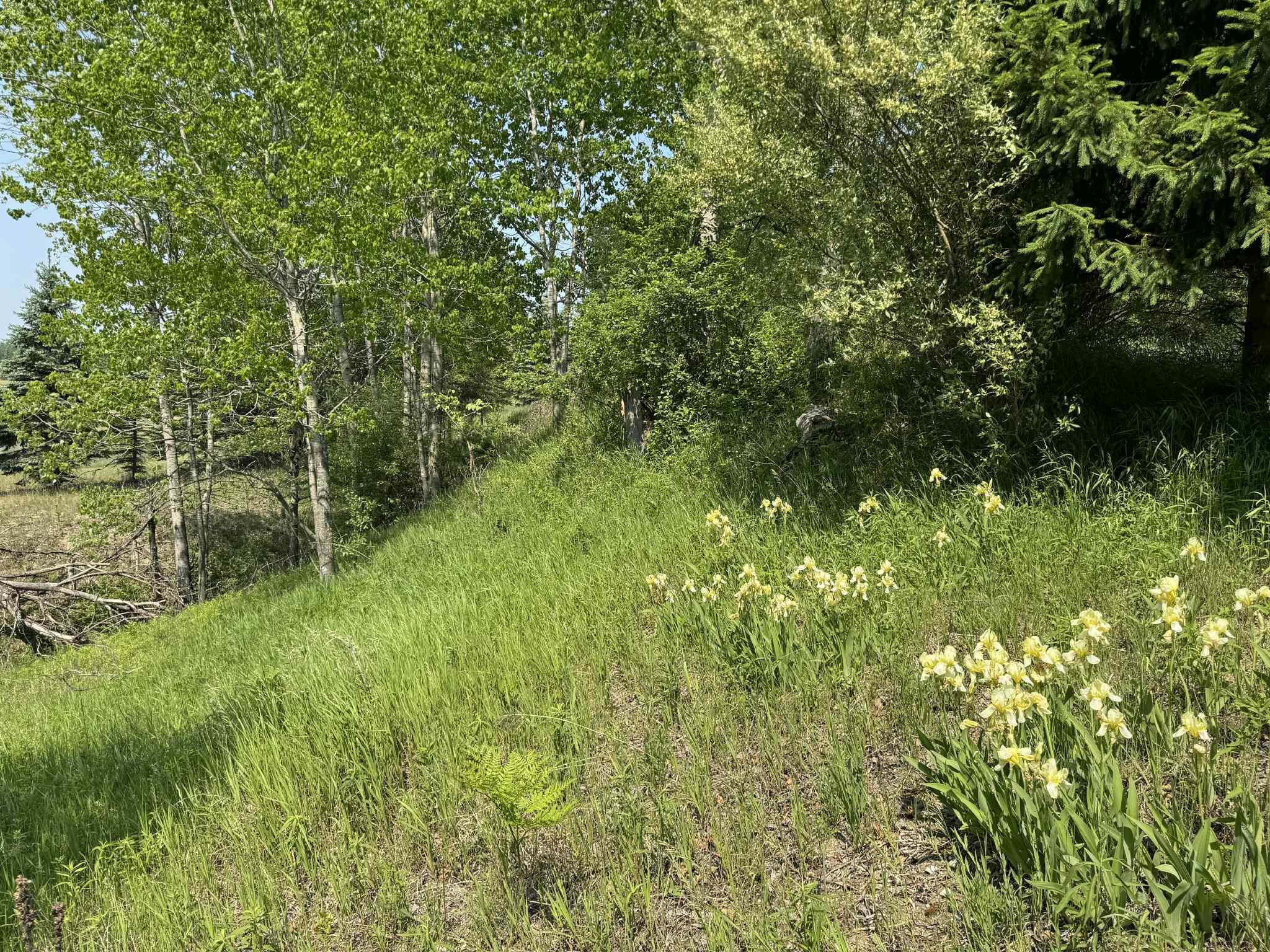 6294 100th Avenue Osceola Township MI 49631