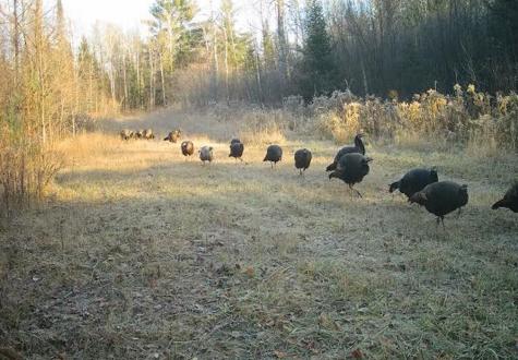 1570 Ryno Road Big Creek Township MI 48636