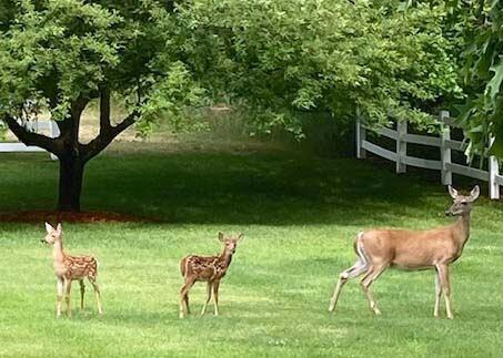 1532 34th Street Allegan Township MI 49010