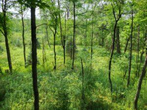 100 W Adams Road Lincoln Township MI 48622
