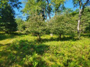 100 W Adams Road Lincoln Township MI 48622