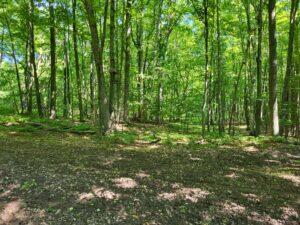 100 W Adams Road Lincoln Township MI 48622