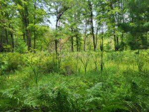 100 W Adams Road Lincoln Township MI 48622