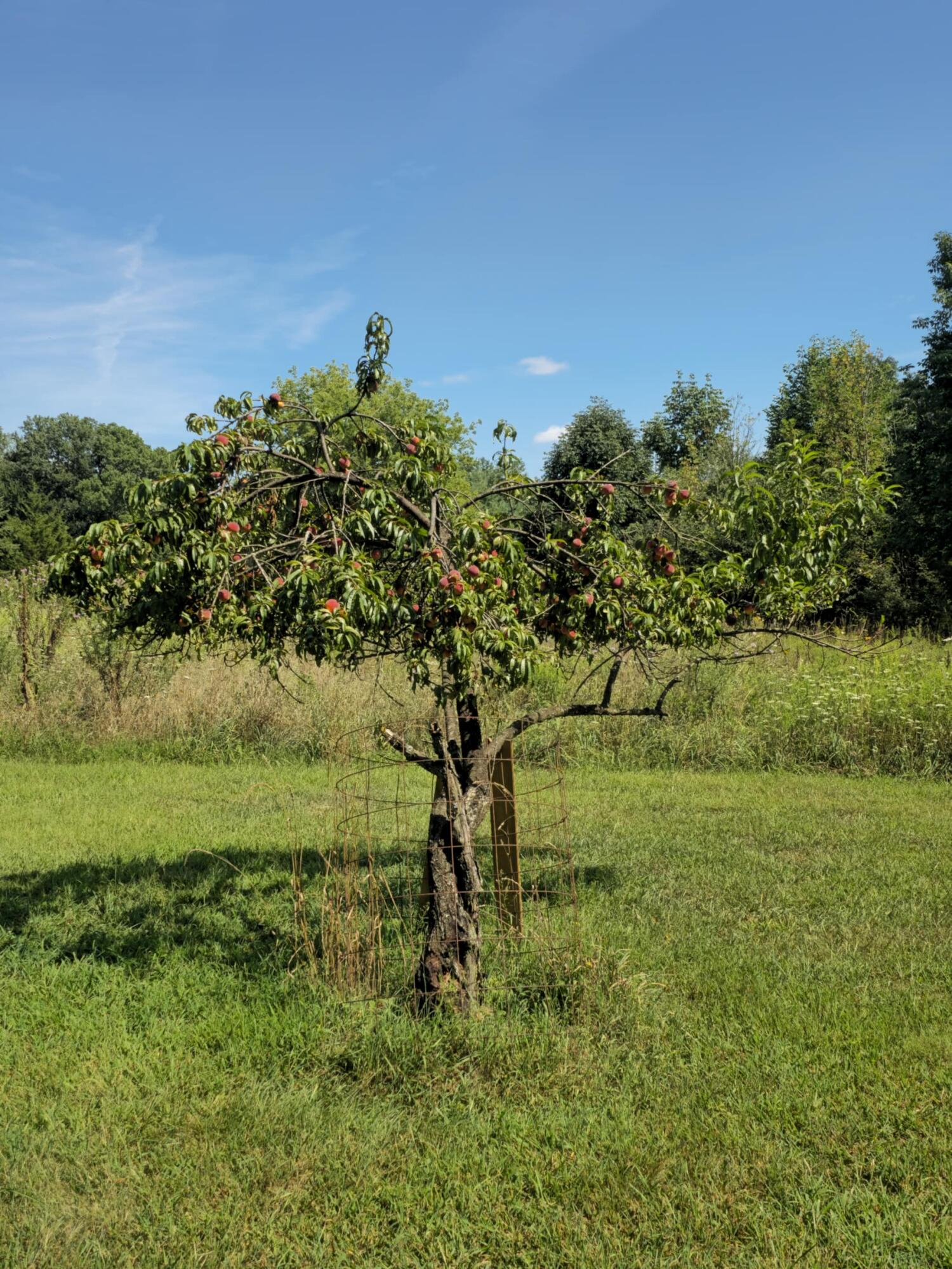 5435 State Road Adams Township MI 49242