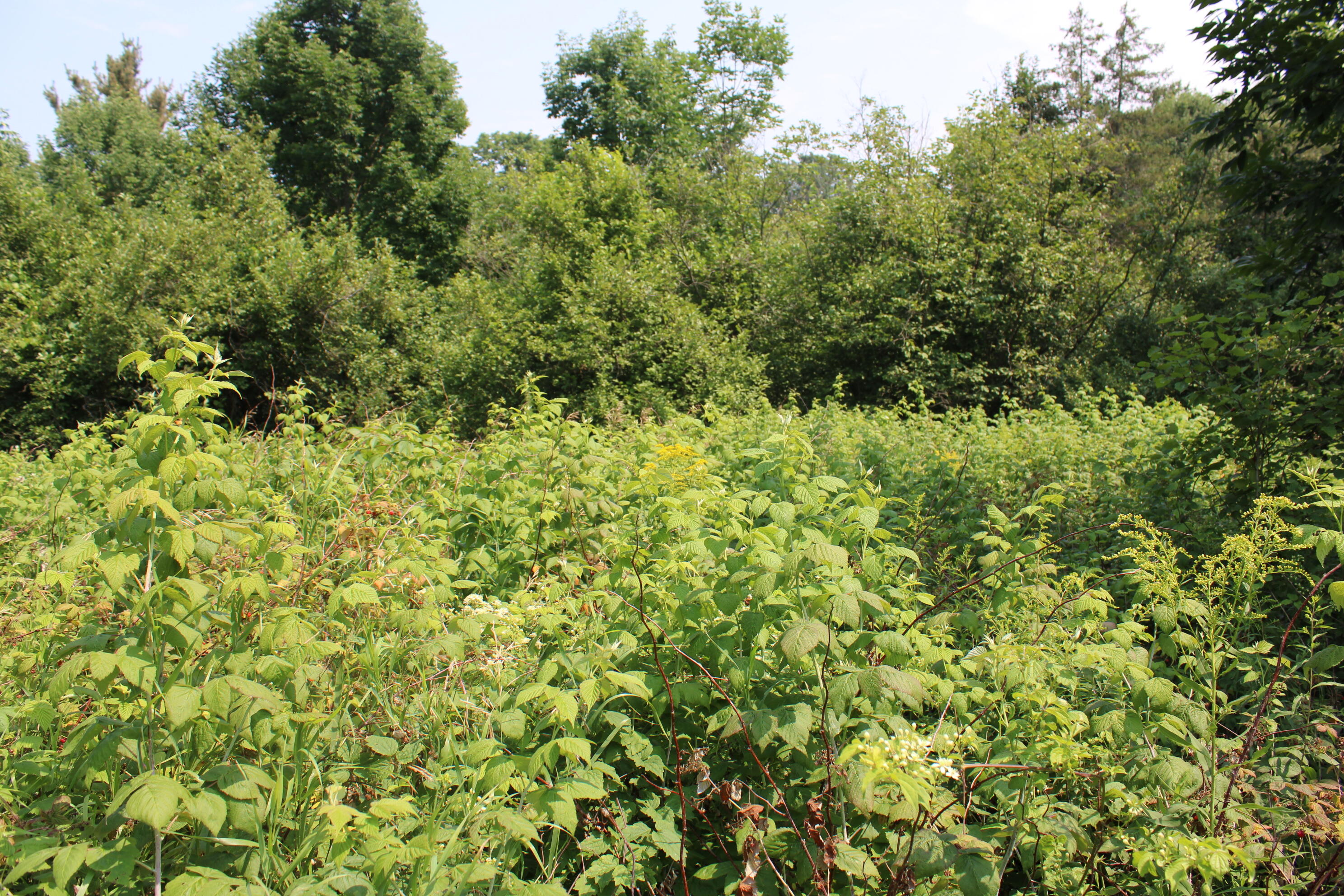 2838 W Trask Lake Road Hawes Township MI 48705