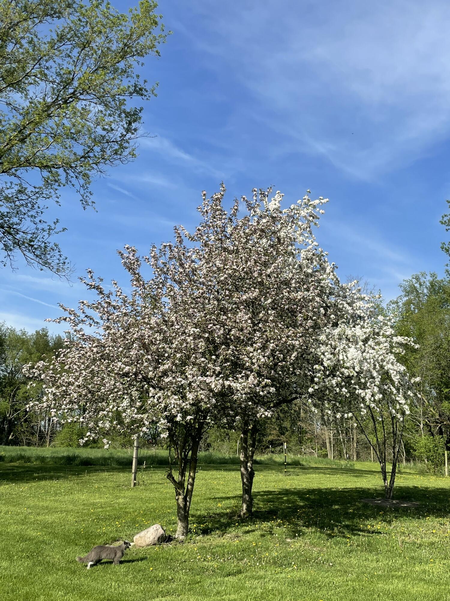 3685 Holcomb Road Adams Township MI 49262