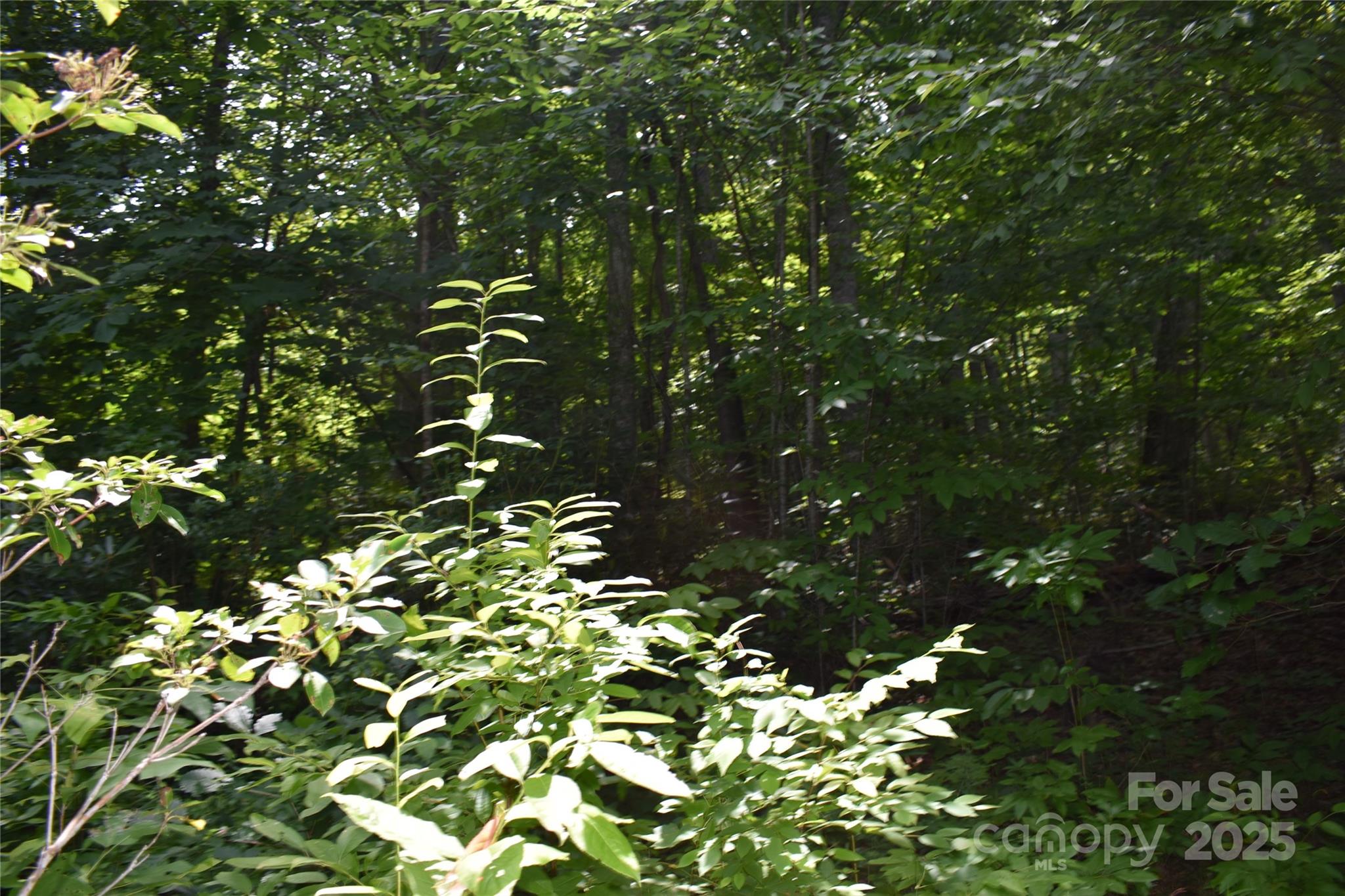 50 Firefly Springs Lane Candler NC 28715