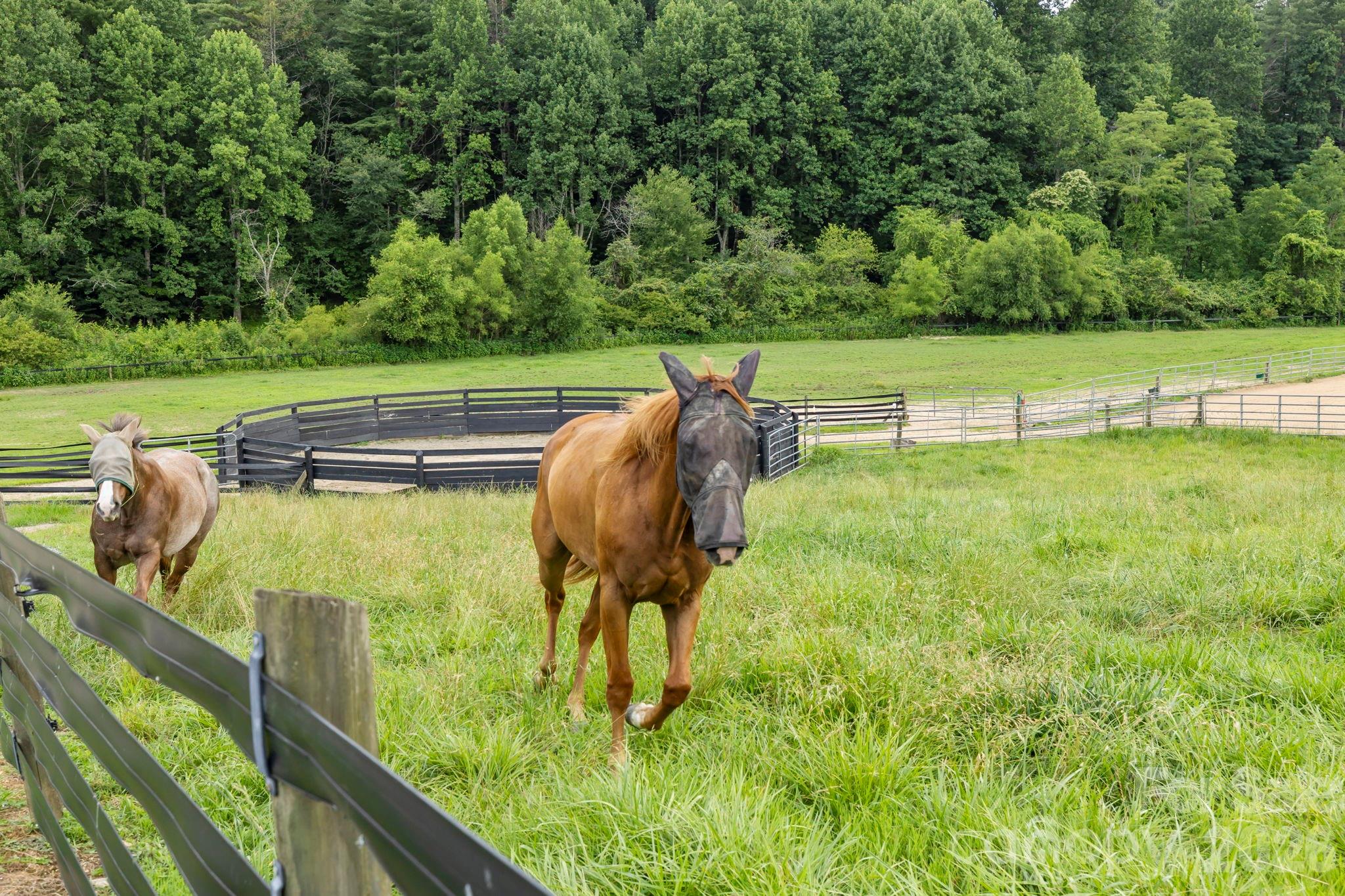 442 Blantyre Church Road Horse Shoe NC 28742