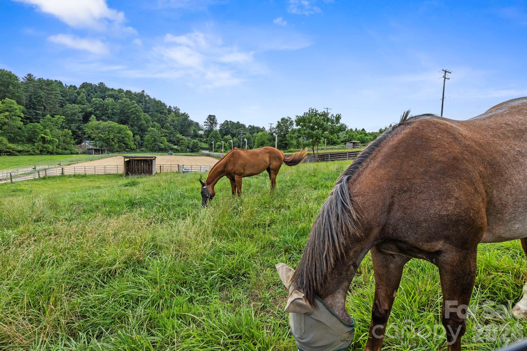 442 Blantyre Church Road Horse Shoe NC 28742