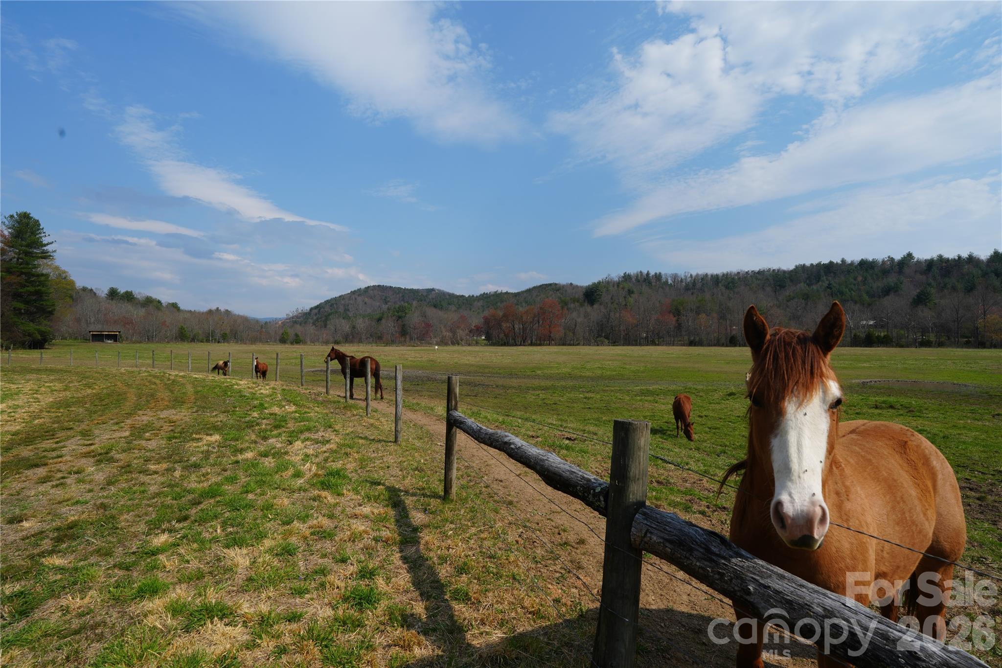316 Lewis Fork Baptist Church Road Purlear NC 28665