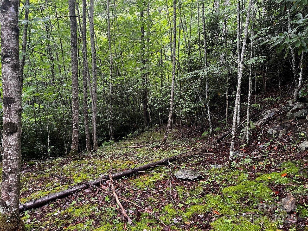 Tbd Flat Springs Road Elk Park NC 28622