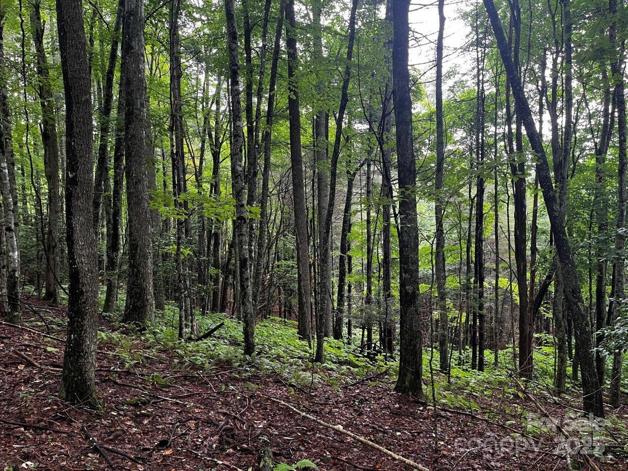 Tbd Flat Springs Road Elk Park NC 28622