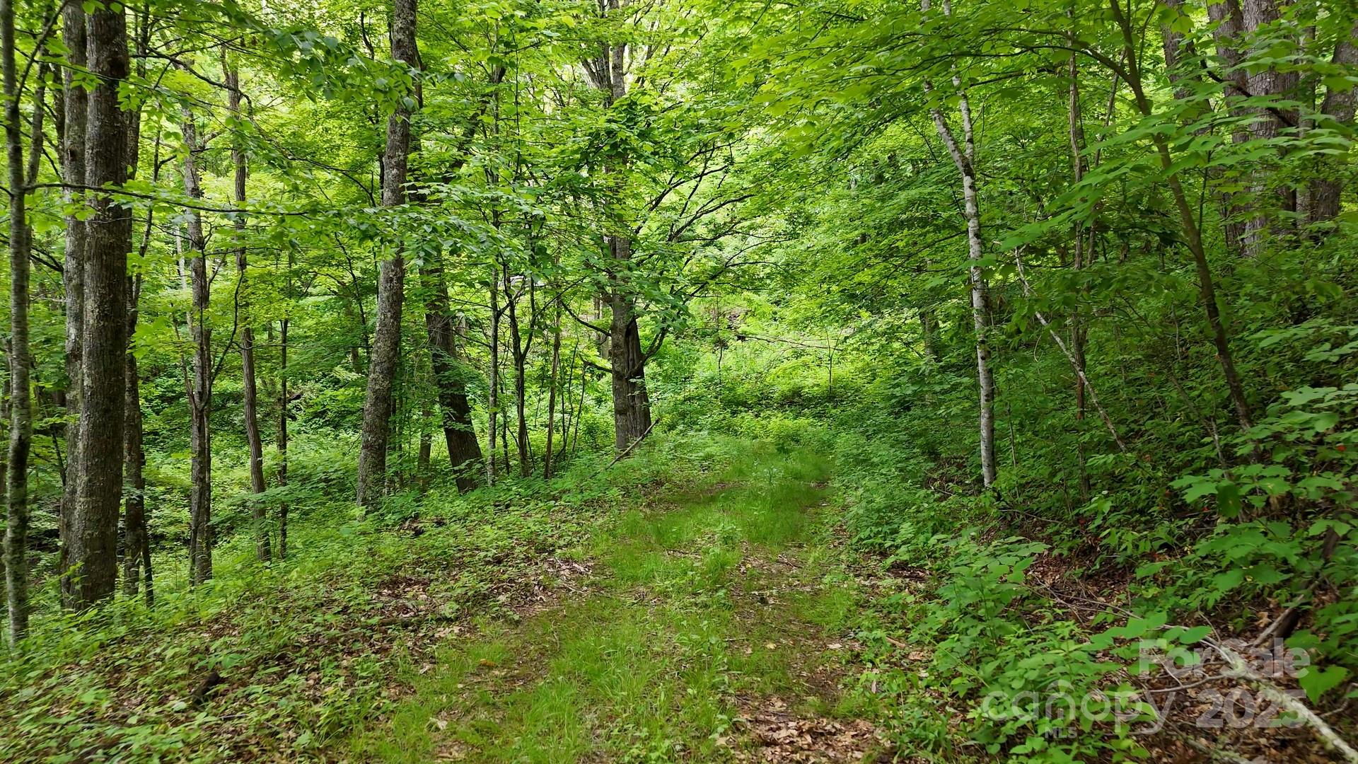 00 Logging Trail Maggie Valley NC 28751