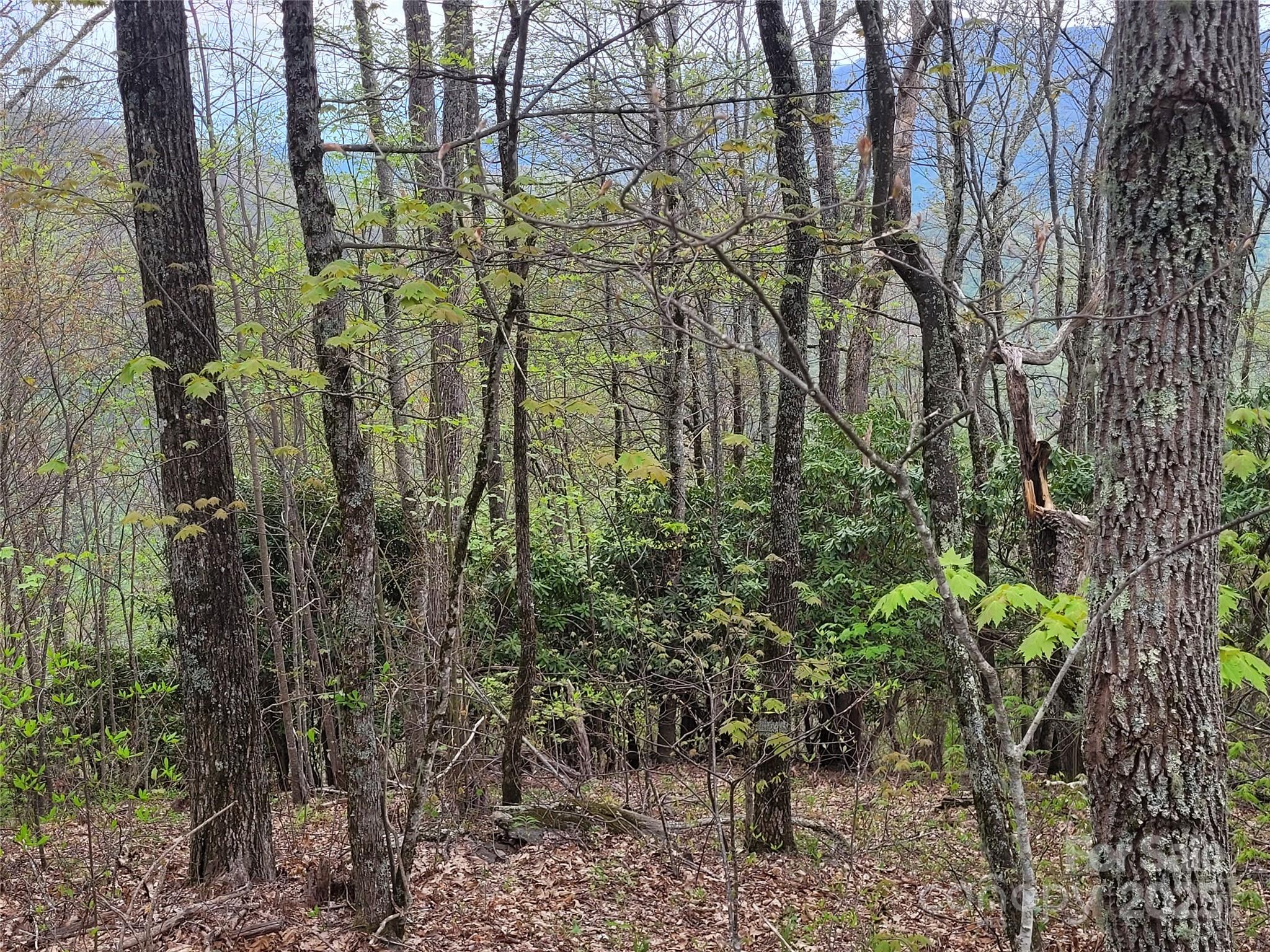 00 Logging Trail Maggie Valley NC 28751