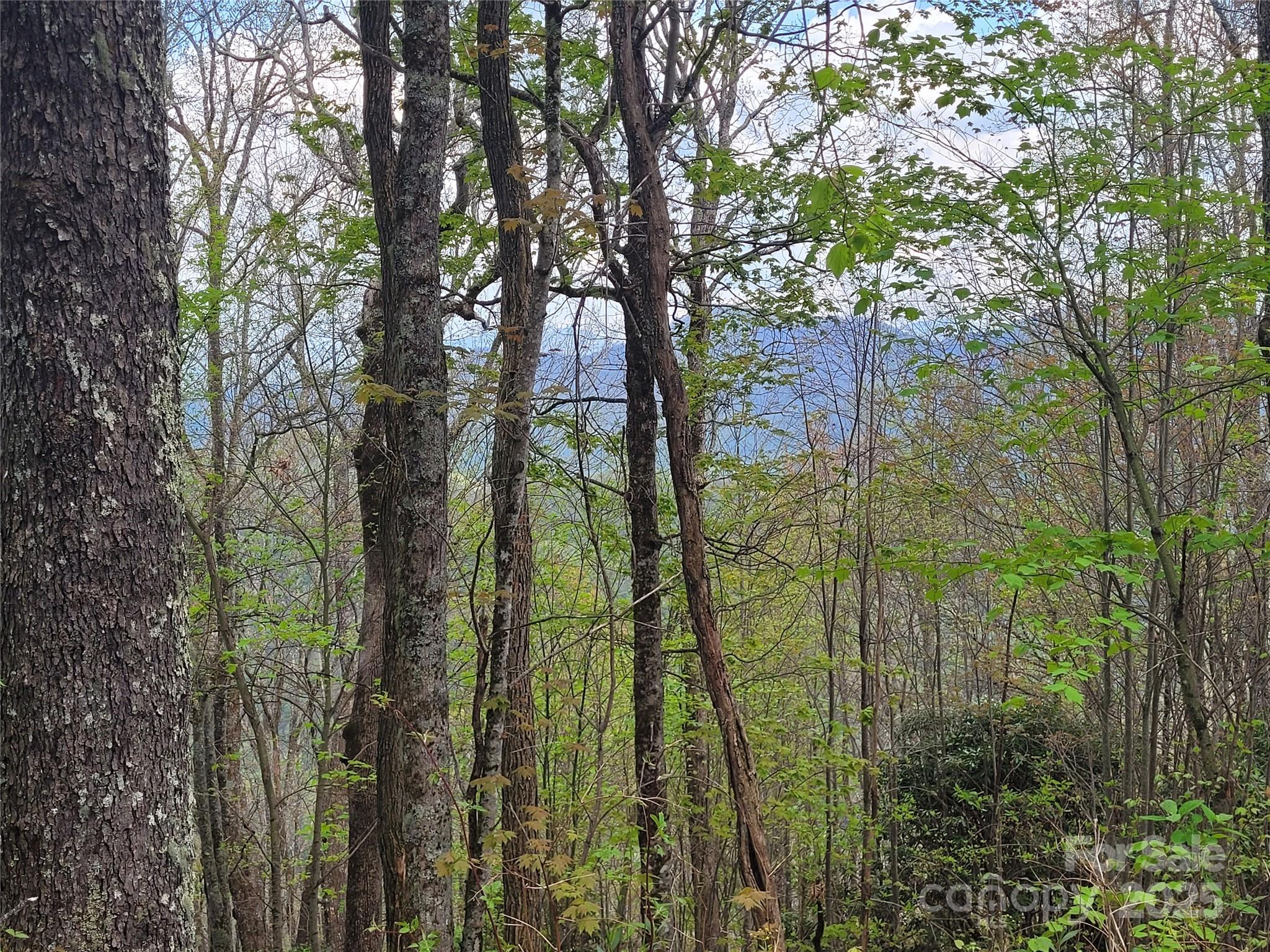 00 Logging Trail Maggie Valley NC 28751