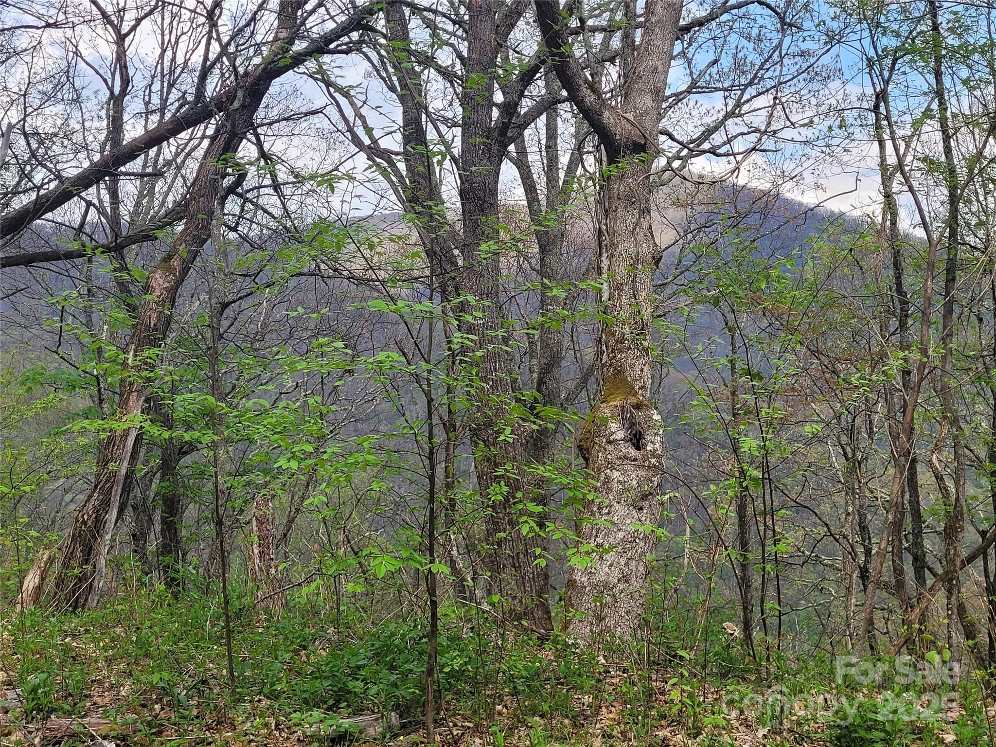 00 Logging Trail Maggie Valley NC 28751