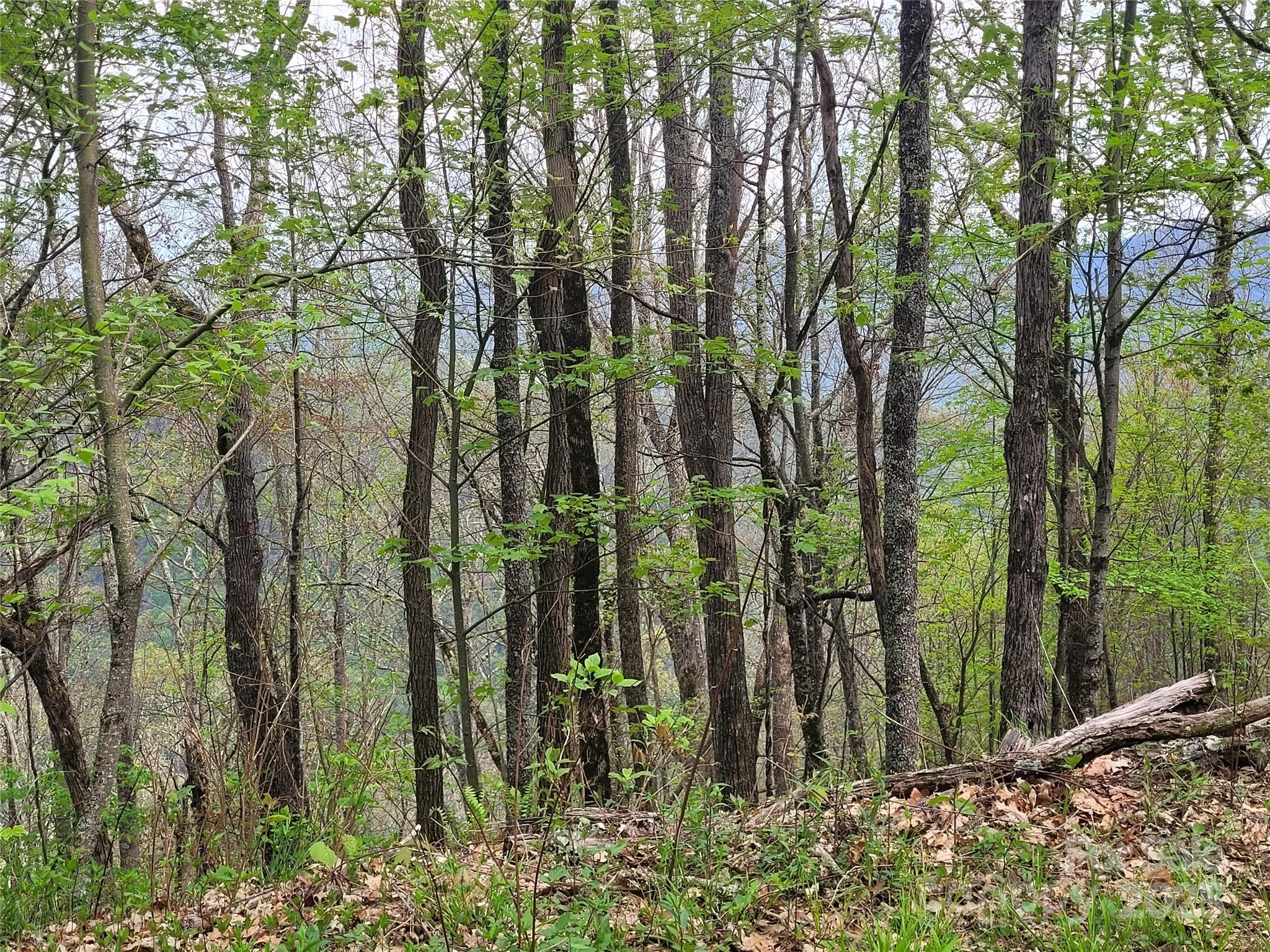 00 Logging Trail Maggie Valley NC 28751