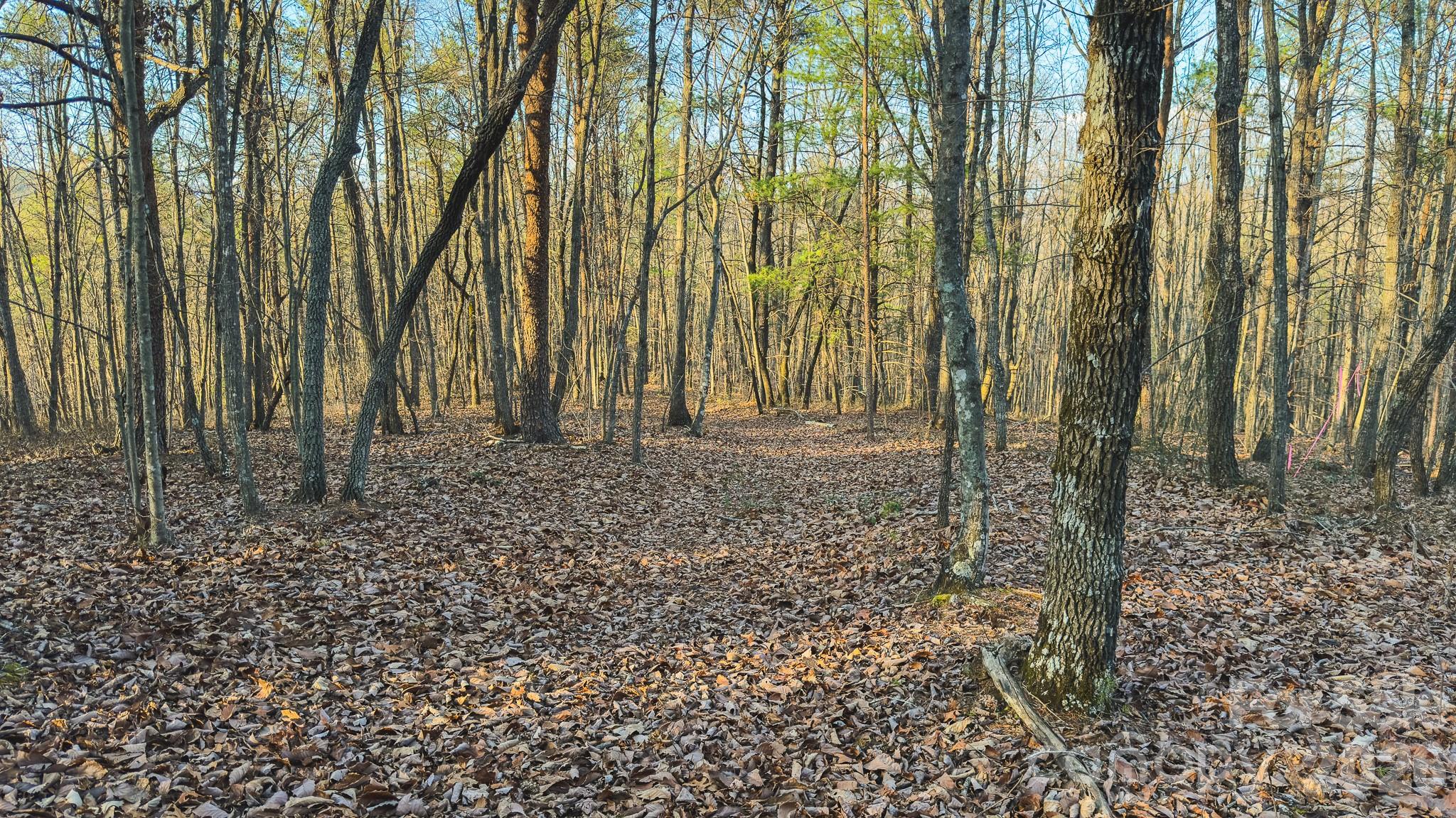 Tbd All Healing Springs Road Taylorsville NC 28681